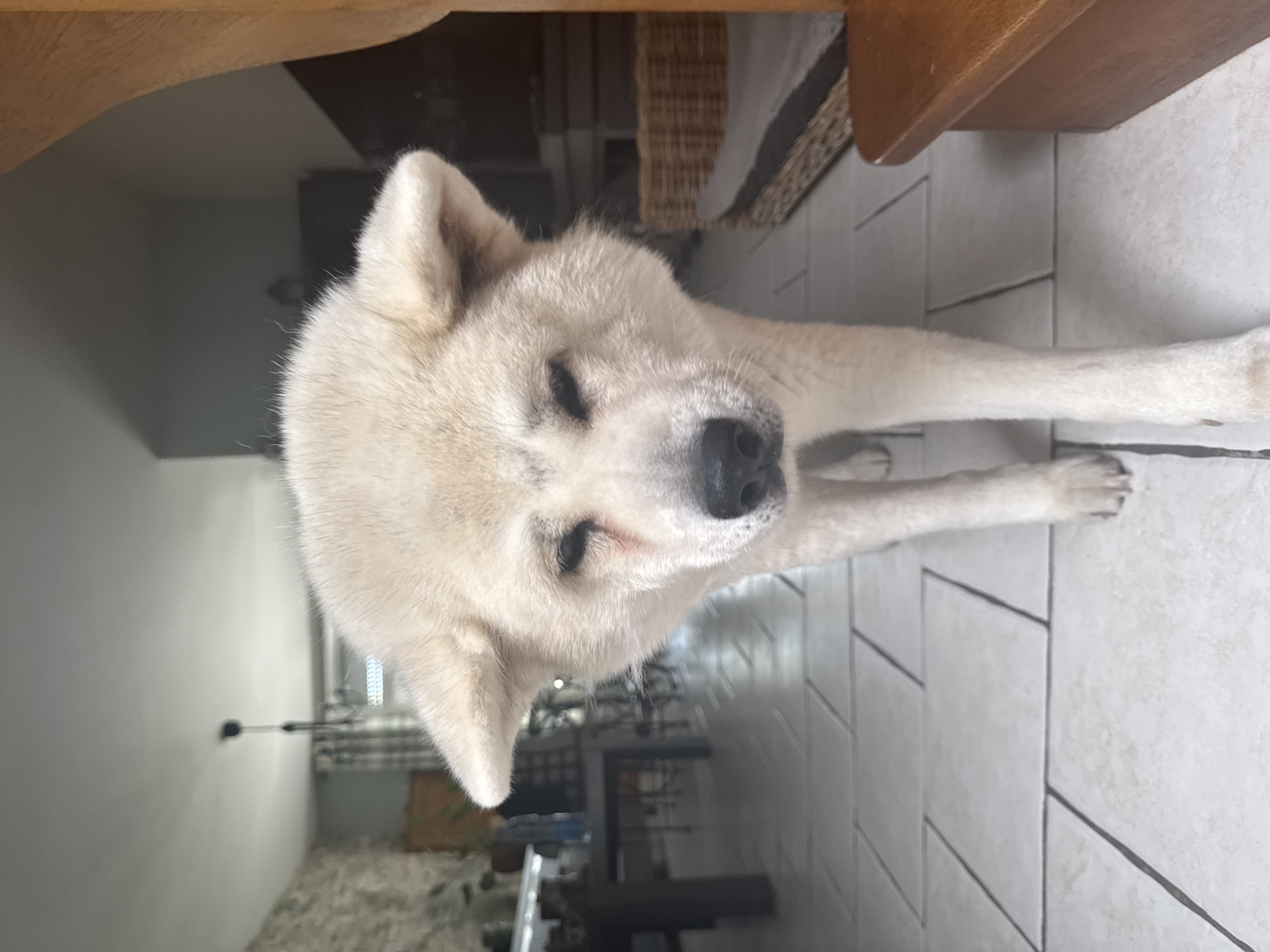 An adult, light-colored Akita dog stands on a light-tiled floor, facing the camera at eye level. The dog's eyes are partially closed, and it appears to be looking down. The background is blurred, showing a domestic interior with furniture and stone walls. The dog is likely in a home in Wattrelos, France.