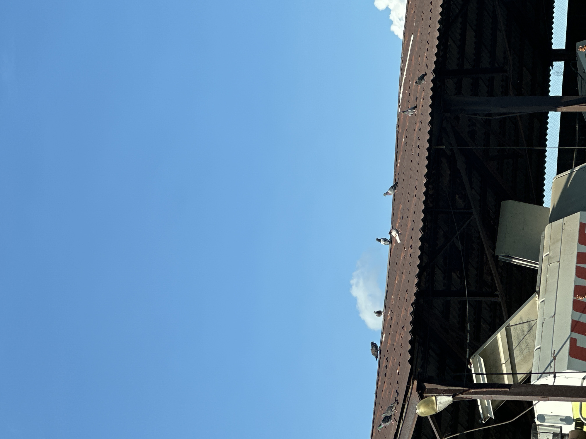 The image shows a view of a rustic, corrugated metal roof against a clear blue sky with a few scattered white clouds. Several pigeons are perched on the roof, some in various stages of movement. The roof appears to be part of an older industrial or agricultural structure, possibly a barn or warehouse, given the weathered metal and exposed beams visible underneath. In the background, a portion of a white structure with red lettering is visible, but the text is not fully legible. The lighting suggests it is daytime, likely late morning or afternoon, with the sun casting shadows. The scene evokes a sense of a quiet, rural or semi-industrial setting in Gorni Bogrov, Bulgaria, with the pigeons adding a touch of natural life to the man-made environment.
