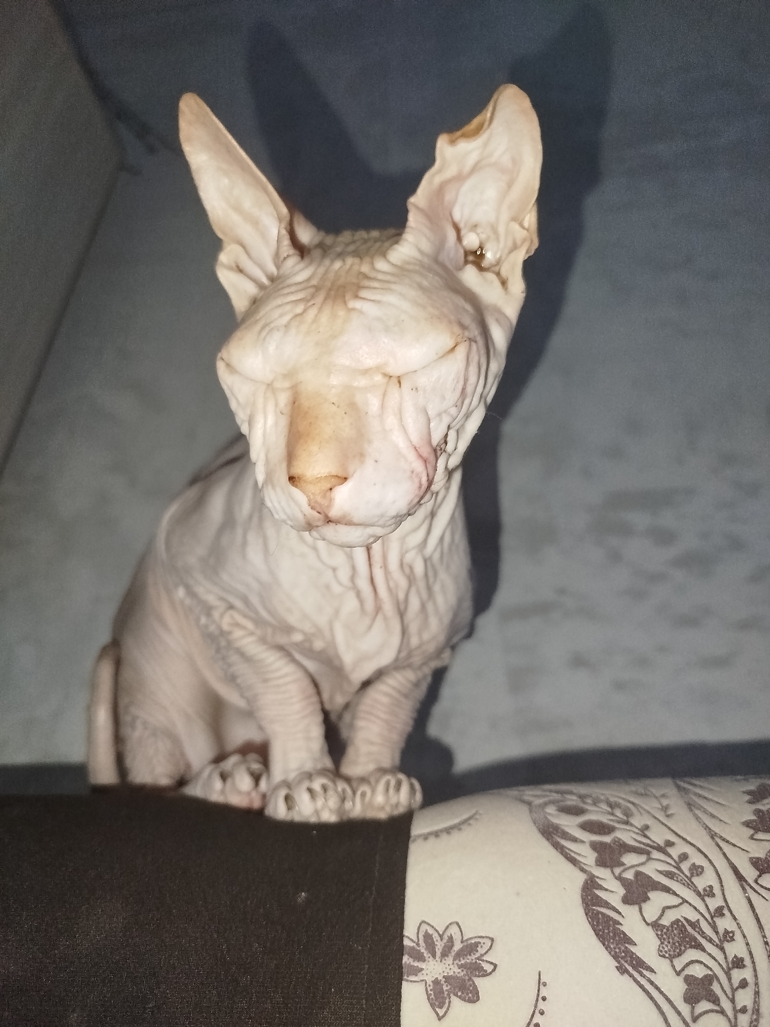 A hairless cat, likely a Sphynx breed, is seated on a patterned surface, possibly a sofa or cushion, with a dark surface in the foreground. The cat is light-skinned with prominent wrinkles and large ears. Its eyes are partially closed, and its nose is a light brown color. The background is a dark, textured surface, possibly a wall or upholstery, with shadows cast on it. The scene appears to be indoors, and the lighting suggests it might be artificial. The location of this image in Zavodoukovsk, Russia cannot be determined from the visual information provided.