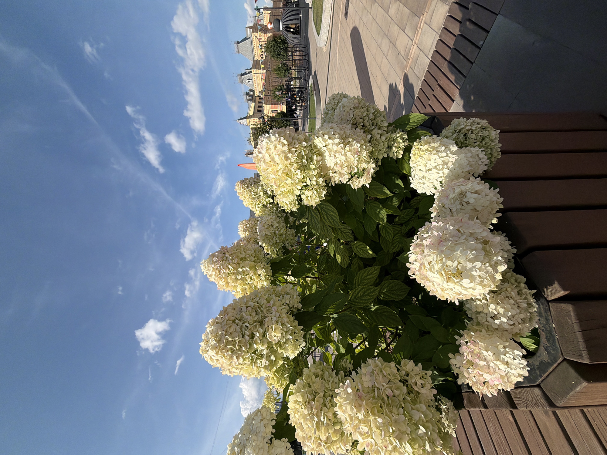 A low-angle, eye-level shot captures a cluster of light-colored hydrangeas in full bloom, situated within a dark brown wooden planter box. The hydrangeas, dominated by creamy white florets with hints of pale pink, are lush and voluminous. Behind the flowers, a wide, paved area stretches into the background. This area is comprised of light brown square paving stones, interspersed with darker rectangular wooden planks laid end-to-end. The pavement features a distinctive pattern, with dark, almost black, square tiles forming a border on the right side, and a shadow cast by the hydrangeas falls across the paving.
In the middle ground, a variety of architectural structures are visible. Most prominent is a large, ornate building with multiple turrets, arched windows, and a muted yellow facade, suggestive of historical architecture. This building appears to be part of a commercial or administrative complex. In front of this building, there are several decorative elements, including bicycle-like sculptures and a dark, dome-shaped structure with intricate detailing. Greenery, in the form of trees, is scattered throughout the scene, softening the urban landscape.
The sky above is a vibrant blue, with scattered white clouds, some wispy and elongated, others puffy and more defined. The lighting suggests a bright, sunny day, casting shadows and highlighting the textures of the plants and pavement.
The overall scene is one of a well-maintained urban public space, likely a square or park within Nizhny Novgorod, Russia, given the architectural style and context that might be associated with the city. There are no visible people in the immediate foreground, but the presence of the sculptures and the paved area suggests a place designed for public enjoyment and potentially events. The specific location is likely Red Square in Nizhny Novgorod, Russia, judging by the architectural style of the building that resembles the Nizhny Novgorod Kremlin's St. George's Tower and the adjacent buildings.