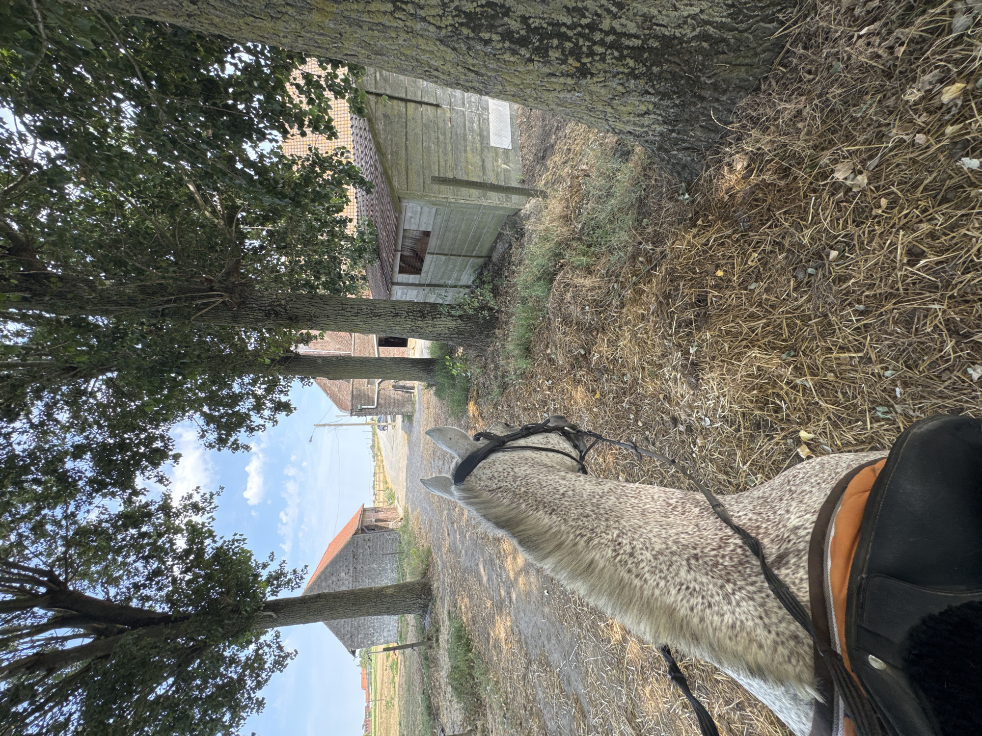 The image depicts a first-person perspective of a person riding a horse on a gravel path lined with trees. The horse's head and neck are visible in the foreground, displaying a white and dappled coat and a black bridle. The rider's saddle and part of their legs are also visible. The path leads towards a rural setting with several farm buildings. On the left, a stone barn with a red roof is visible, and further in the distance, fields and a road can be seen. To the right, a small wooden shed with a corrugated roof stands beside a tree. The environment is characterized by dry grass and fallen leaves on the ground, suggesting a warm season. The sky is partly cloudy, with a bright blue expanse. The overall impression is a peaceful, agricultural landscape. The location is identified as Estaimpuis, Belgium.