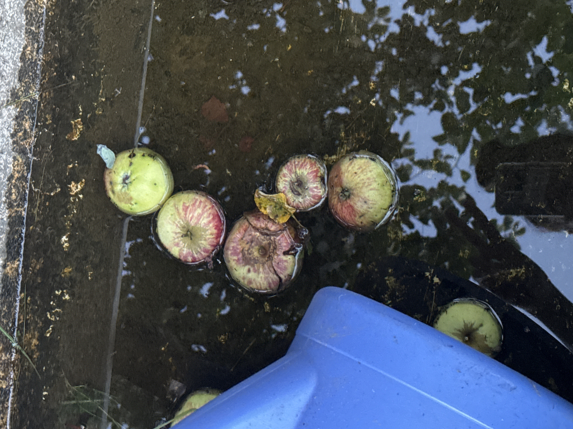 The image shows several apples floating in a puddle of water. A blue plastic object, possibly a container or a part of a structure, is on the left side of the frame. The water reflects the sky and some foliage. The scene appears to be outdoors, possibly in a backyard or a public space. The presence of apples suggests they may have fallen from a tree. The location in Sosnovskoye, Russia, is not visually evident from the image itself.