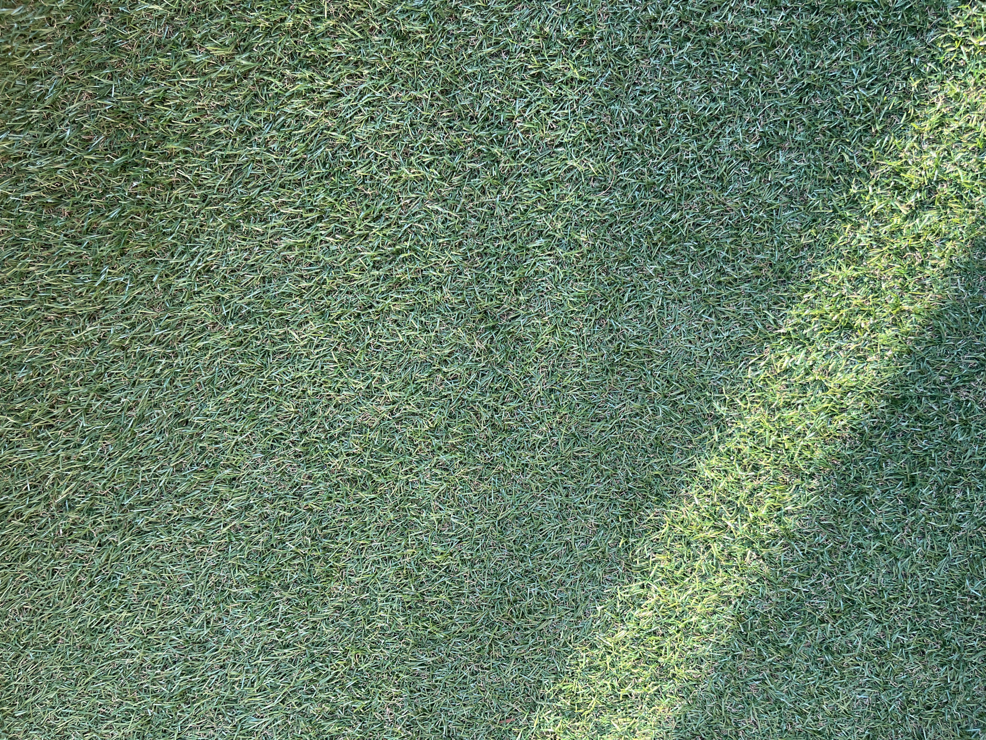 This media file is a top-down, full-frame, close-up shot of a neatly mowed green lawn. The grass appears to be of a fine, dense variety, with individual blades clearly visible. The texture of the lawn is uniform, suggesting it is well-maintained.
A notable detail is the presence of dappled sunlight illuminating the right side of the frame. This suggests an outdoor setting with a clear sky. The angle of the light implies it is either morning or late afternoon. There are no people or objects visible in the frame, making it a purely textural study of the grass. The location cue of Garmisch-Partenkirchen, Germany, does not provide specific visual indicators within the image itself, as the scene is generic and could be found in many locations with similar climate and landscaping practices. No text is visible. The overall impression is one of simple, natural beauty, focusing on the lushness and vibrancy of the grass.