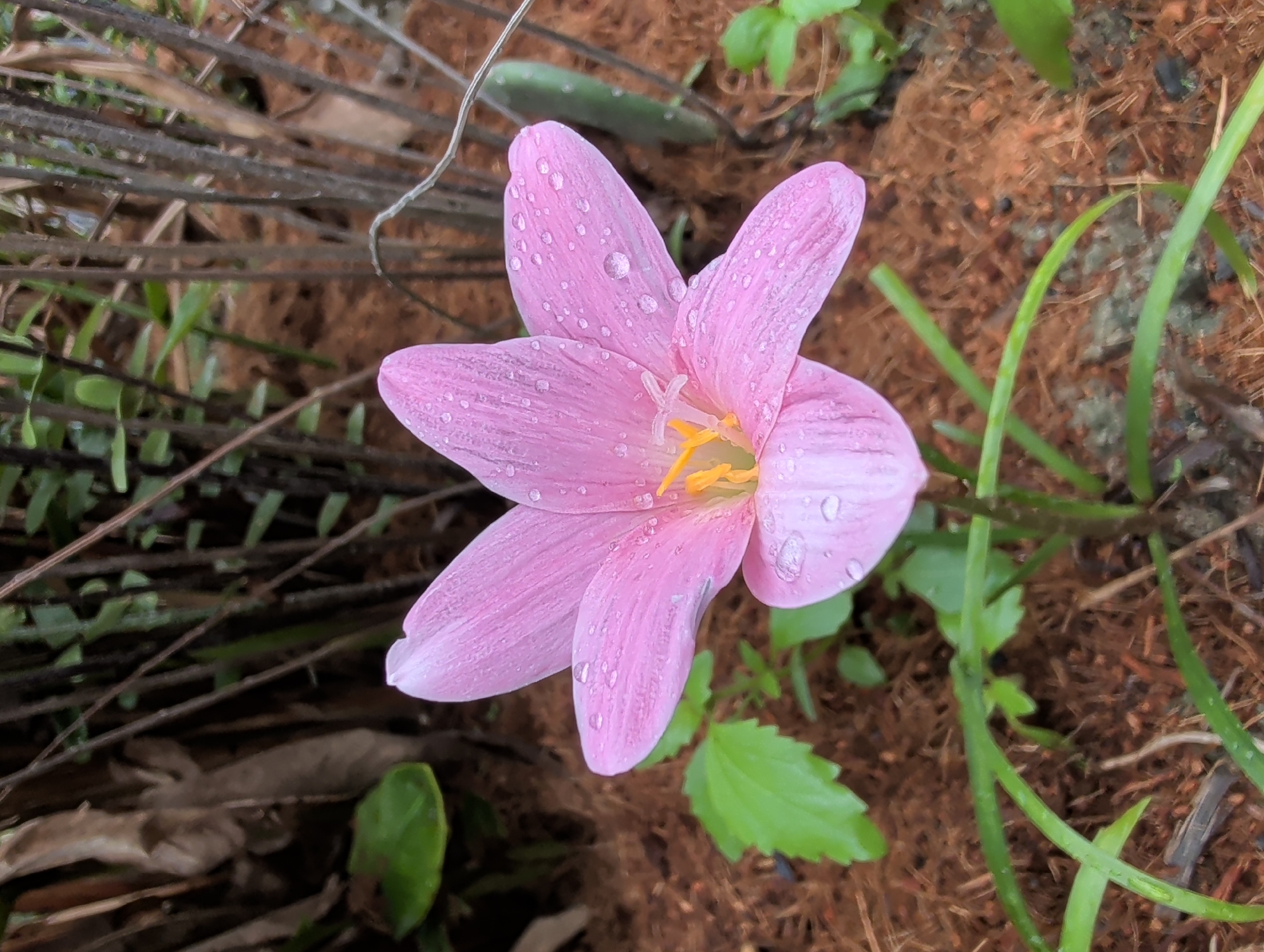A pink Rain Lily flower (Zephyranthes rosea) is in bloom, bearing water droplets on its petals. The flower is situated amidst mulch and other vegetation, including grass and small green plants. The setting appears to be an outdoor garden or natural environment, possibly in Moo 4, Thailand.