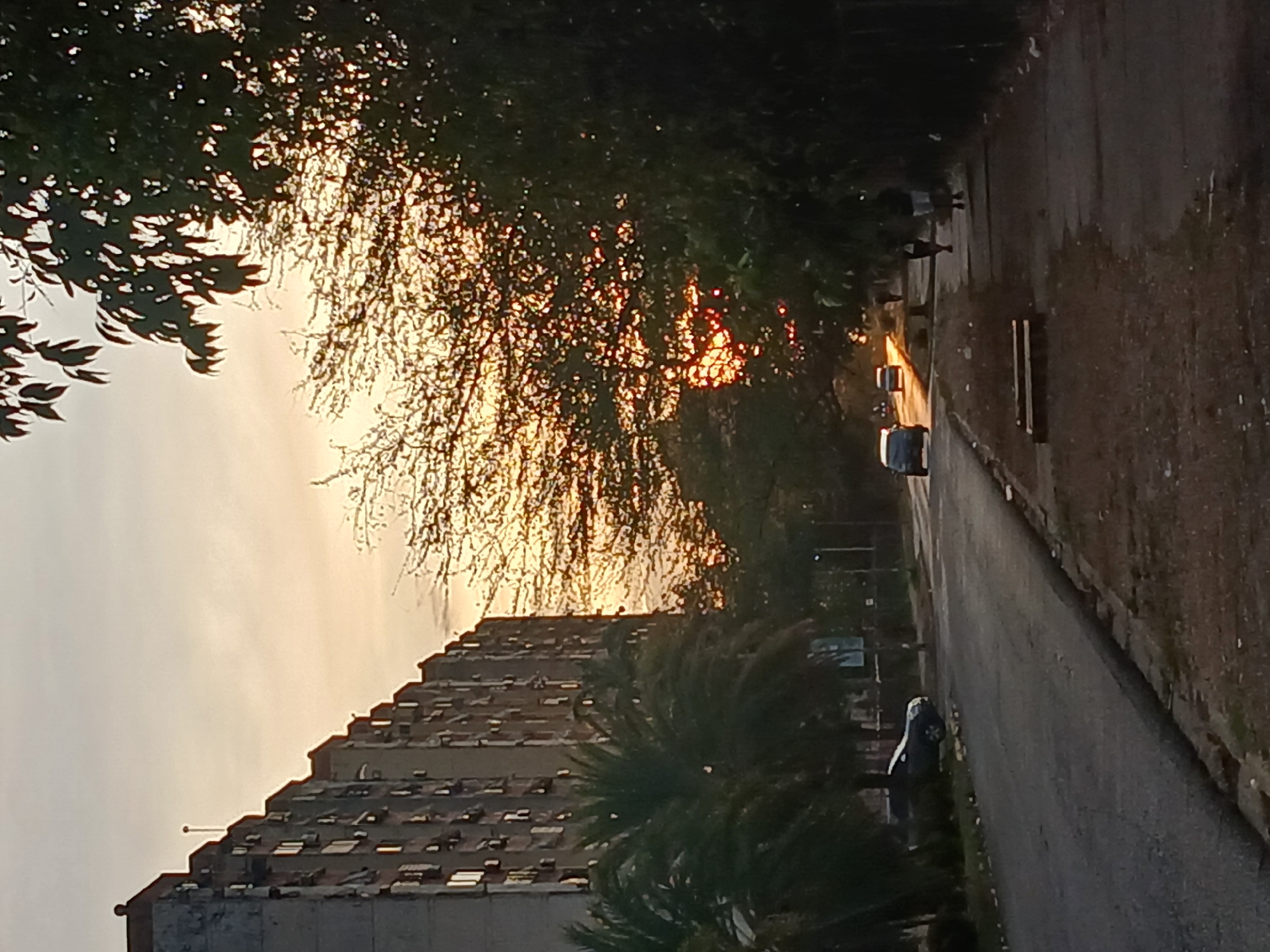 A vertical shot depicts a street scene in Ciudad Guayana, Venezuela. A tall, weathered building with multiple windows dominates the left side of the frame, partially obscured by a palm tree. A road stretches into the distance on the right, with cars driving on it and a person walking along the road’s edge. Trees line both sides of the road, their branches forming a canopy overhead. The setting sun filters through the trees, casting a warm, golden light across the scene.