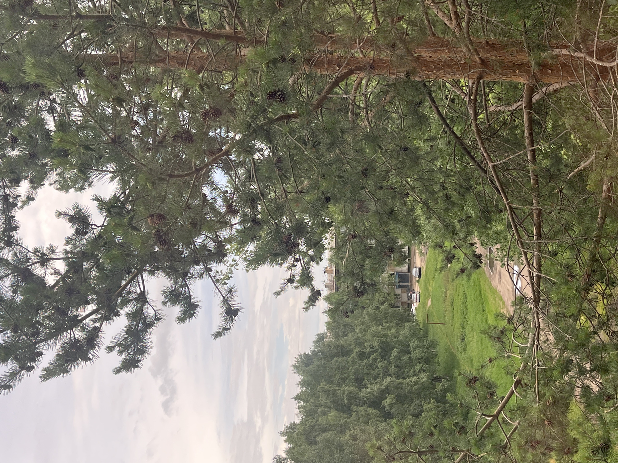 This is a medium-shot photograph taken from an elevated perspective, looking down and through a pine tree with a rough, textured brown trunk and dense green needles, some bearing cones. In the background, a clearing features a patch of bright green grass adjacent to a dirt road that appears wet in places, suggesting recent rain. Several cars are parked along the edge of the road and a building with a light-colored facade and dark windows is visible beyond the clearing. The sky is overcast with soft, gray clouds. The scene depicts an urban or suburban environment characterized by dense foliage interspersed with man-made structures and infrastructure.