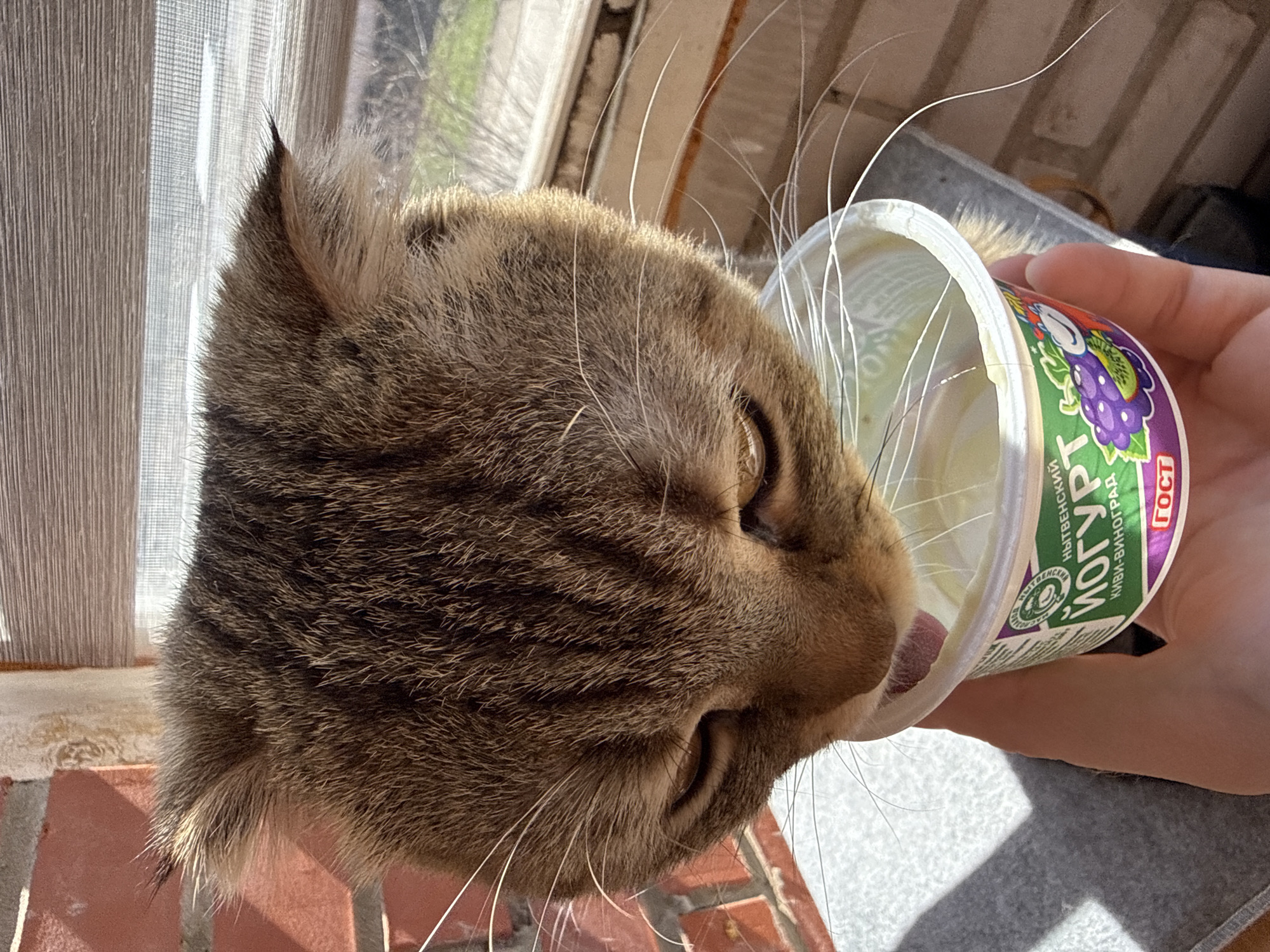 A close-up shows a tabby cat with its face near a yogurt container held by a person. The yogurt container has a green and purple label. The cat is positioned in front of a window covered by light-colored curtains, with a brick surface visible below. The location is not specified.