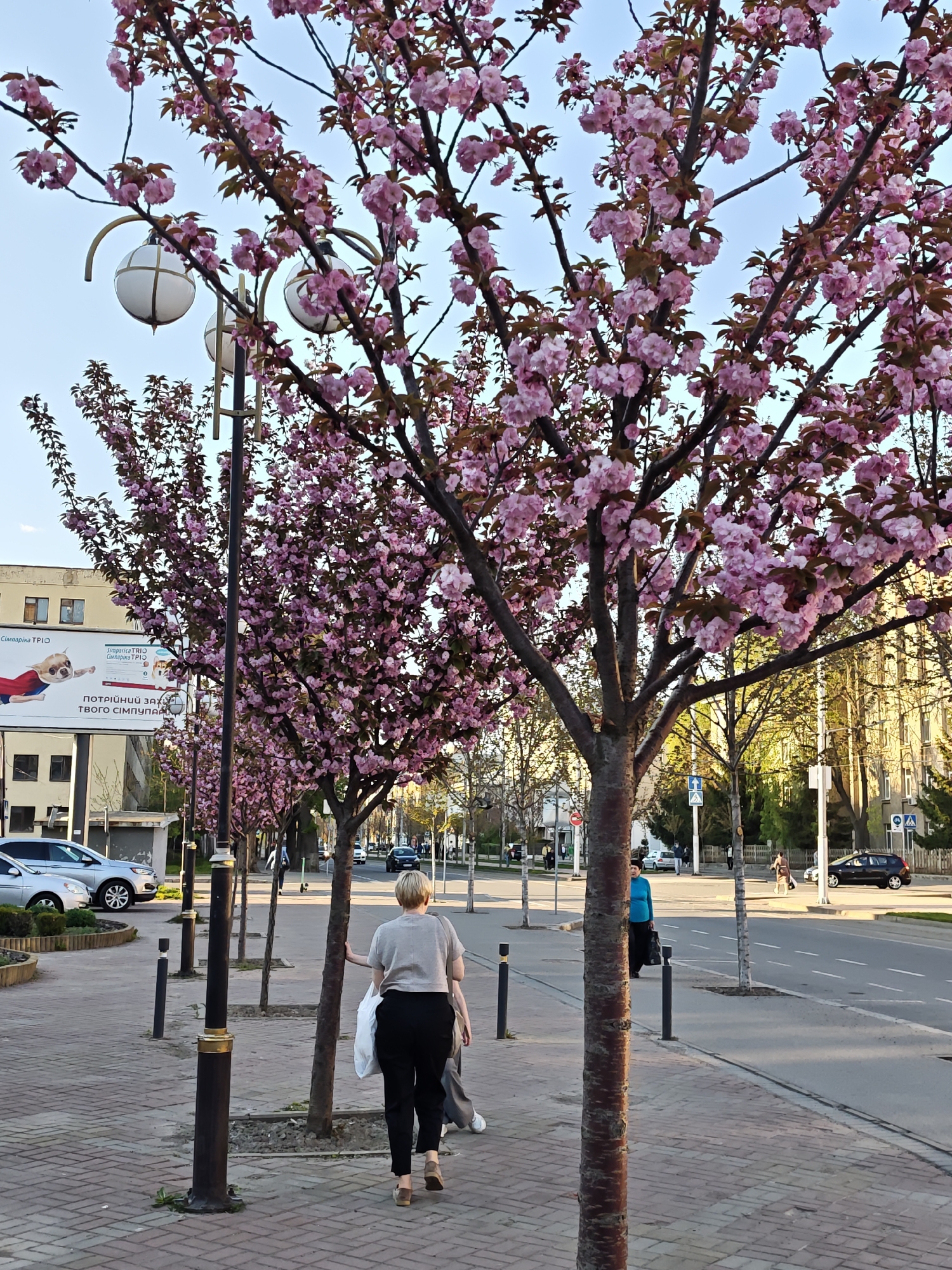 The image depicts a street scene in Vinnytsia, Ukraine. A woman with short blond hair, wearing a gray top and black pants, walks away from the camera on a brick sidewalk. She carries a white bag in her left hand. A row of flowering pink trees lines the sidewalk, interspersed with black and gold lampposts. A street with vehicles visible in the distance runs parallel to the sidewalk. A building with a large advertisement on its side is visible on the left. Other pedestrians are present in the background.