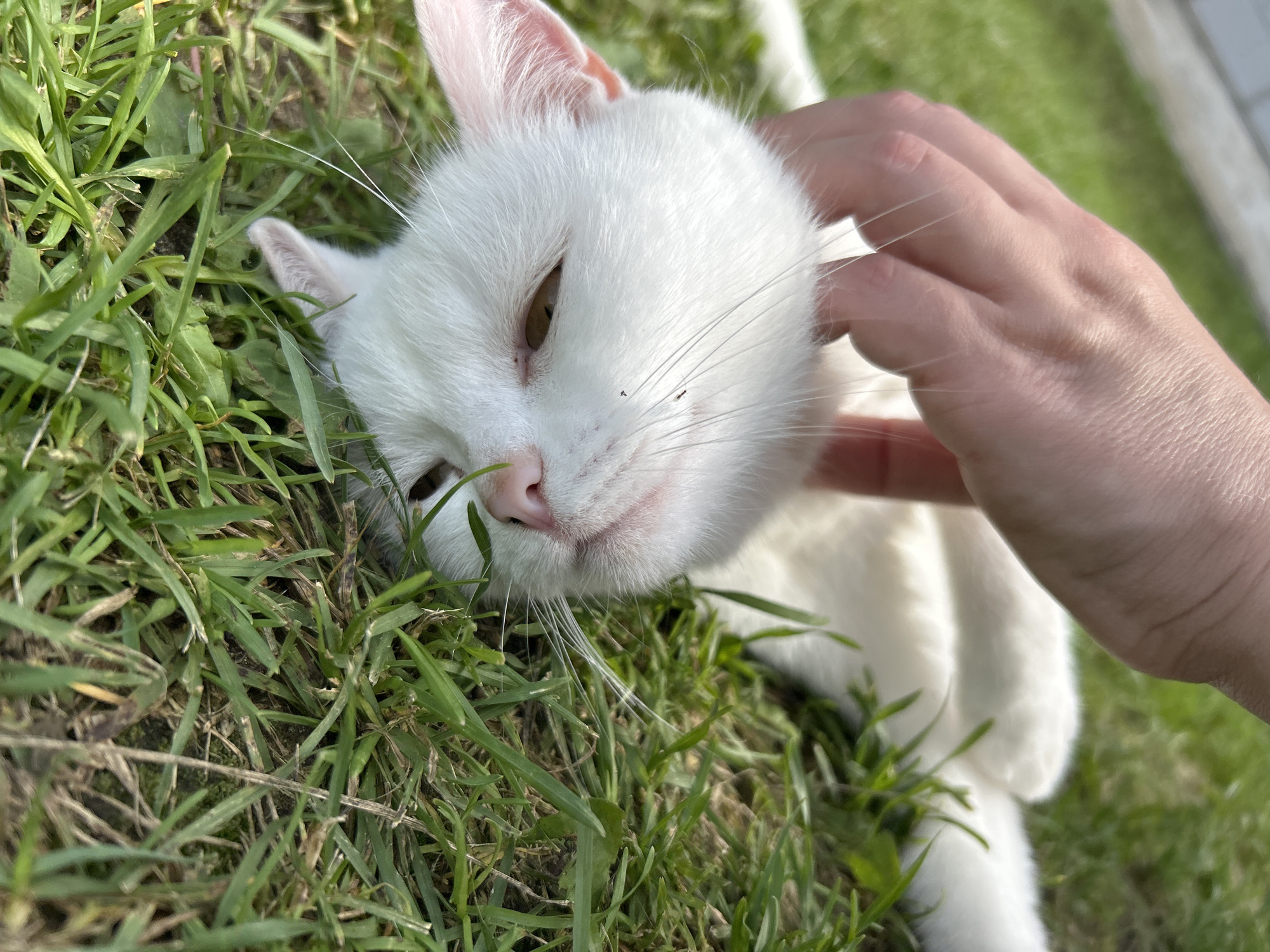 A close-up shot shows a white cat lying in green grass. A person's hand is gently stroking the cat's head. The cat has light brown eyes and a pink nose. The background is out of focus, but appears to be a grassy area. The image was taken outdoors, likely in a park or backyard. No specific location in Chaikovsky, Russia is evident from the image itself.