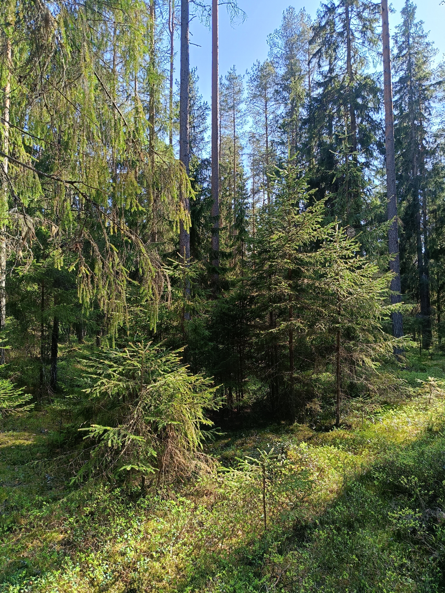 The image depicts a dense forest scene, likely located in a rural or natural area, with tall, mature trees forming the backdrop. The foreground is filled with undergrowth, including smaller trees and bushes, creating a layered effect. Sunlight filters through the canopy, illuminating patches of the ground and casting shadows. The ground appears to be covered with moss and various types of vegetation. There are no visible people or animals in the frame. The location given, Vishnovka, Russia, suggests this could be a typical forest environment in that region.