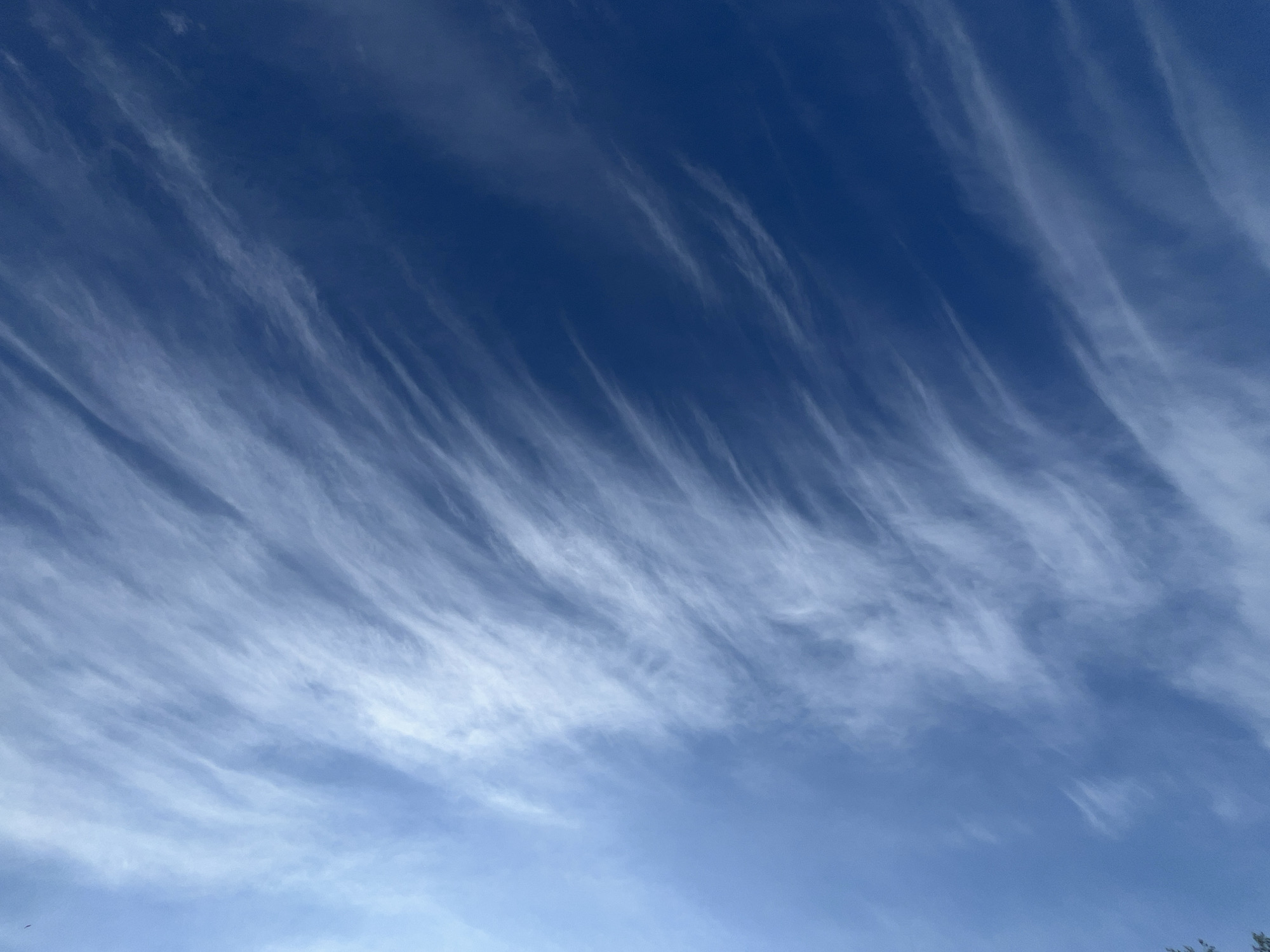 The image displays a vast expanse of the sky, characterized by varying shades of blue and delicate cloud formations. The dominant color is a deep, rich blue at the top and upper-right, gradually transitioning to a lighter, paler blue towards the bottom of the frame.
The sky is filled with numerous wispy, elongated white clouds, resembling brushstrokes or feathered patterns. These clouds appear to be high-altitude cirrus or cirrocumulus, stretched and fanned out, primarily originating from the lower-left portion of the image and extending diagonally upwards towards the center and upper-right. The cloud patterns suggest the presence of wind, shaping them into thin, streaky lines across the firmament. Some cloud streaks are more distinct and brighter white, while others are more diffused and translucent, blending softly into the blue background.
The time of day appears to be daytime, likely a bright morning or afternoon, given the clear illumination of the clouds and the vibrant blue of the sky. There are no people, man-made objects, or specific activities depicted. The scene focuses solely on the natural beauty and dynamic patterns of the sky and clouds. A very subtle hint of dark foliage can be seen at the extreme bottom right corner of the original image, suggesting an outdoor setting. No text is visible in the image. The location context provided is Фоки, Russia.