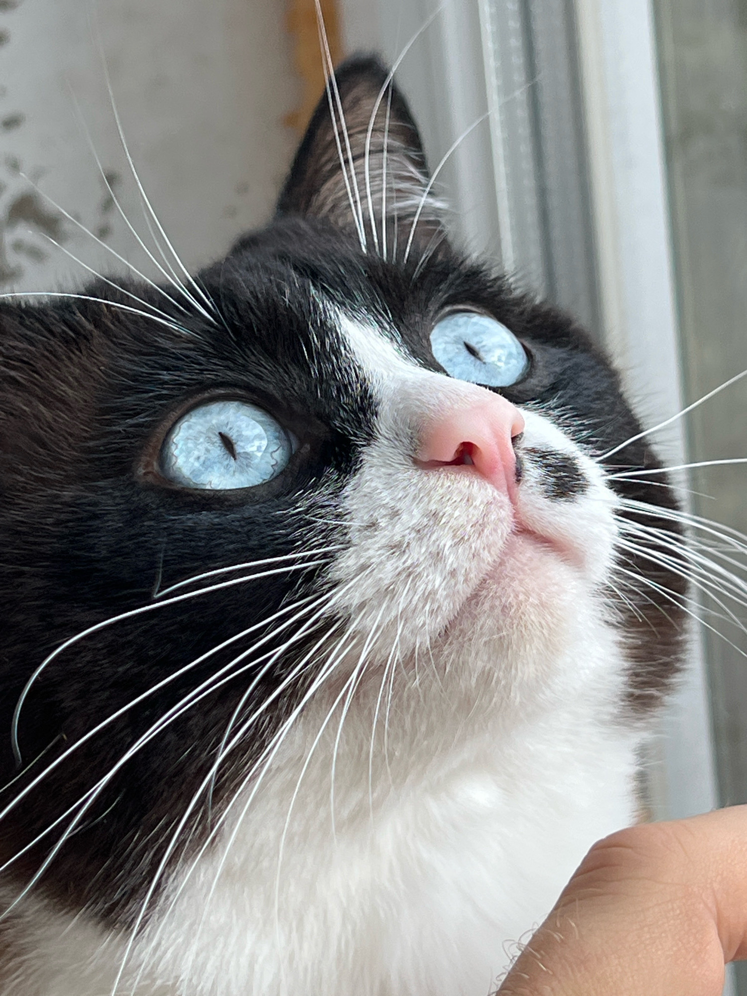 A close-up, low-angle shot captures the face of a black and white cat with striking blue eyes. The cat is looking upwards and slightly to the right. Its fur is predominantly black with white markings on its face, chest, and paws. The cat's nose is pink and slightly upturned, and its long white whiskers fan out from its muzzle. The background is blurred, but appears to be an indoor setting with a window or vertical blinds visible on the right. A human hand, with visible hairs on the knuckles, is gently touching the cat's chin or neck on the lower right side of the frame. The image does not contain any contextual information that would allow for the identification of the city of Noviy, Russia.