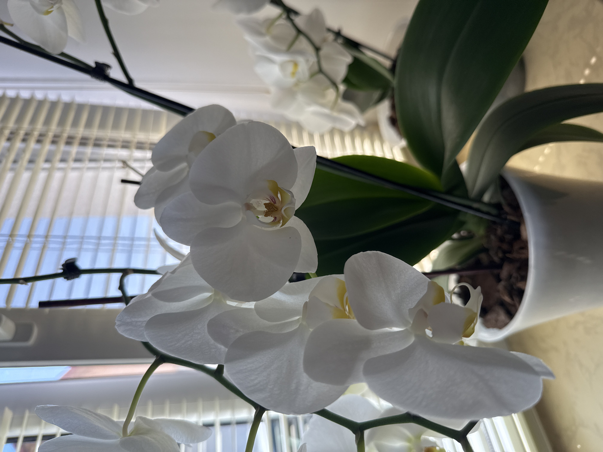 The image shows a close-up of a white orchid plant in a white pot. The orchid has several blooms, with some in sharp focus and others slightly blurred in the background. The plant is positioned near a window with Venetian blinds, allowing soft light to filter through. The environment appears to be indoors, possibly a residential setting. The image does not provide any specific information about the city of Găvănoasa, Moldova, as there are no discernible landmarks or indicators of that location.