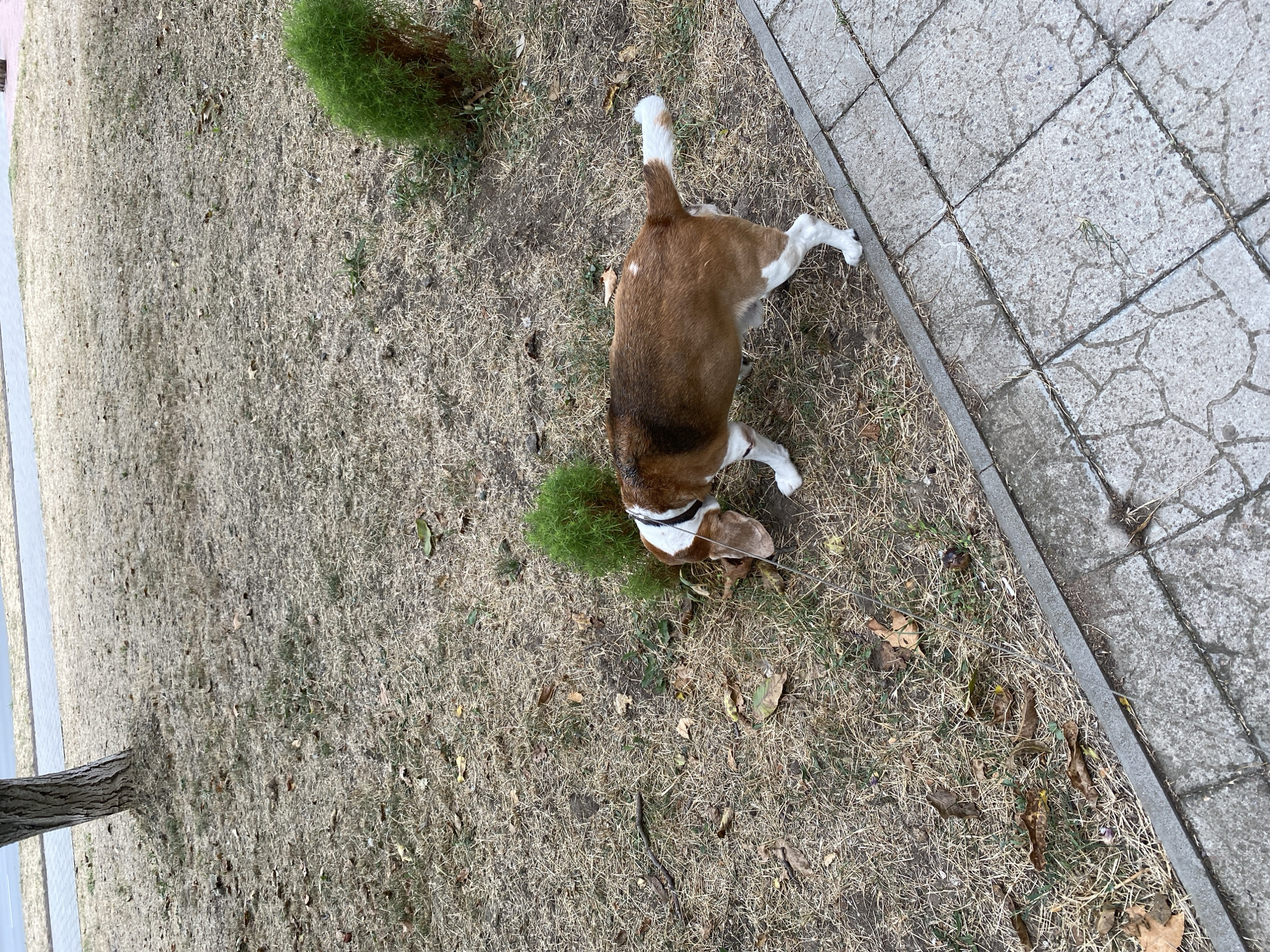 A tan and white beagle is sniffing the dry, brown grass near a paved walkway. The dog is wearing a black collar. Behind the dog, a small, rounded green bush is visible. In the background, the trunk of a tree is visible, and beyond that, a paved road or path. The ground is mostly covered in dry grass and scattered brown leaves. The scene appears to be outdoors in a park or residential area.