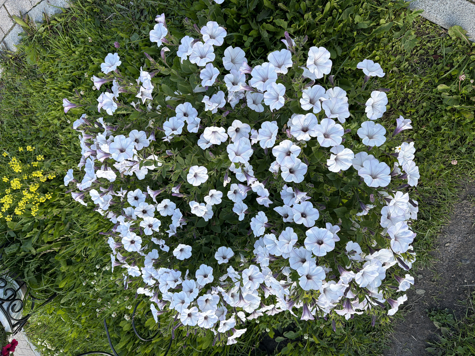 This is a top-down, medium shot of a dense cluster of white petunias in a garden. The flowers are the primary subject, filling most of the frame with their delicate petals and deep purple veins radiating from the center. The petunias are in various stages of bloom, with some fully open and others in bud. They are surrounded by lush green foliage and interspersed with hints of clover and other small, green plants. To the left of the flowers, a patch of bright yellow flowers adds a splash of contrasting color to the scene. A paved walkway made of light gray cobblestones runs along the top left edge of the image, suggesting an outdoor, manicured space. The lighting suggests it is daytime, likely late afternoon or early morning, given the soft shadows and overall brightness. There is no text visible in the image. The scene evokes a sense of natural beauty and tranquility.
