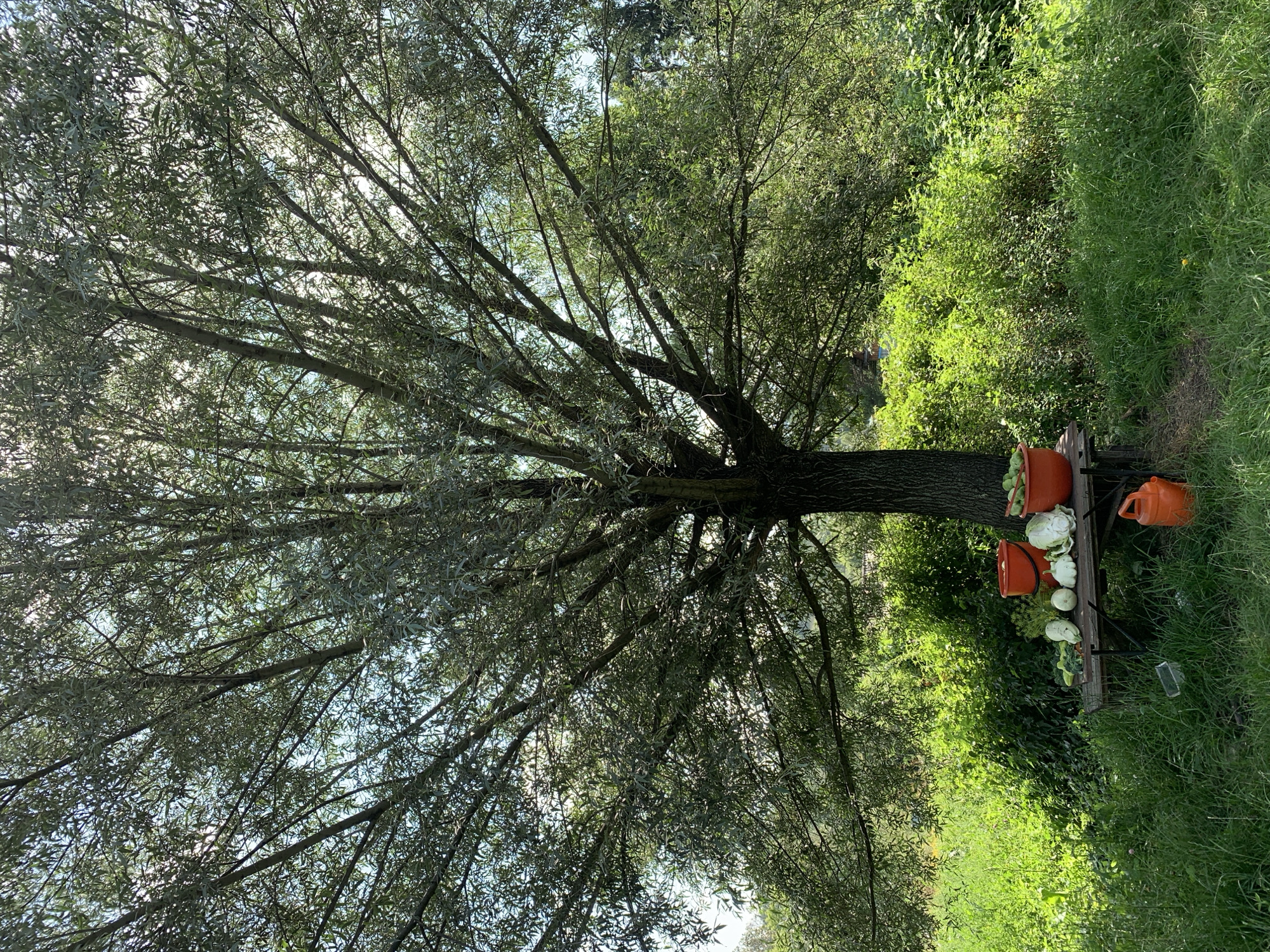 In Novostroika, Russia, under the canopy of a large, leafy tree, a wooden bench is laden with a harvest of fresh produce. Two bright orange buckets, one filled with light-colored vegetables and the other with what appear to be cucumbers or similar green produce, sit on either end of the bench. Between the buckets, a variety of vegetables are arranged, including several pale green squashes, a white cabbage, and other indistinct items. An orange plastic watering can rests on the grass near the bench, and a clear plastic container is also visible on the ground. The scene is set in a lush, sun-dappled environment with abundant green foliage surrounding the tree and bench. The overall impression is one of a successful harvest displayed outdoors in a natural setting.