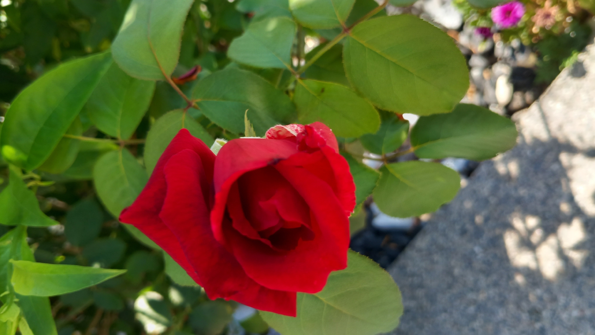 A close-up shot captures a vibrant red rose in full bloom, its velvety petals unfurling in soft, delicate layers. The rose is nestled amongst lush, green foliage, with leaves of varying sizes and shapes creating a natural backdrop. The scene appears to be outdoors, possibly in a garden or park, with hints of other plants and blurred elements in the background suggesting a natural setting. The lighting indicates it is daytime, with soft shadows dappling the scene, hinting at the presence of sunlight filtering through the leaves. The focus is squarely on the rose, highlighting its rich color and intricate texture.