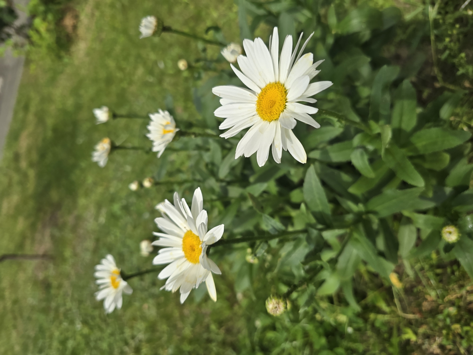 A cluster of white daisies with yellow centers is in full bloom in a grassy area. The foreground is dominated by a large daisy in sharp focus, its white petals fanning out around a vibrant yellow disk. Several other daisies, some in full bloom and others as buds, are visible in the background, scattered among lush green foliage. The grass and some out-of-focus greenery suggest an outdoor setting, likely a garden or park. The lighting indicates a sunny day. There are no people or animals present. The scene depicts a natural outdoor environment likely located in Sofiivska Borshchahivka, Ukraine, given the context.