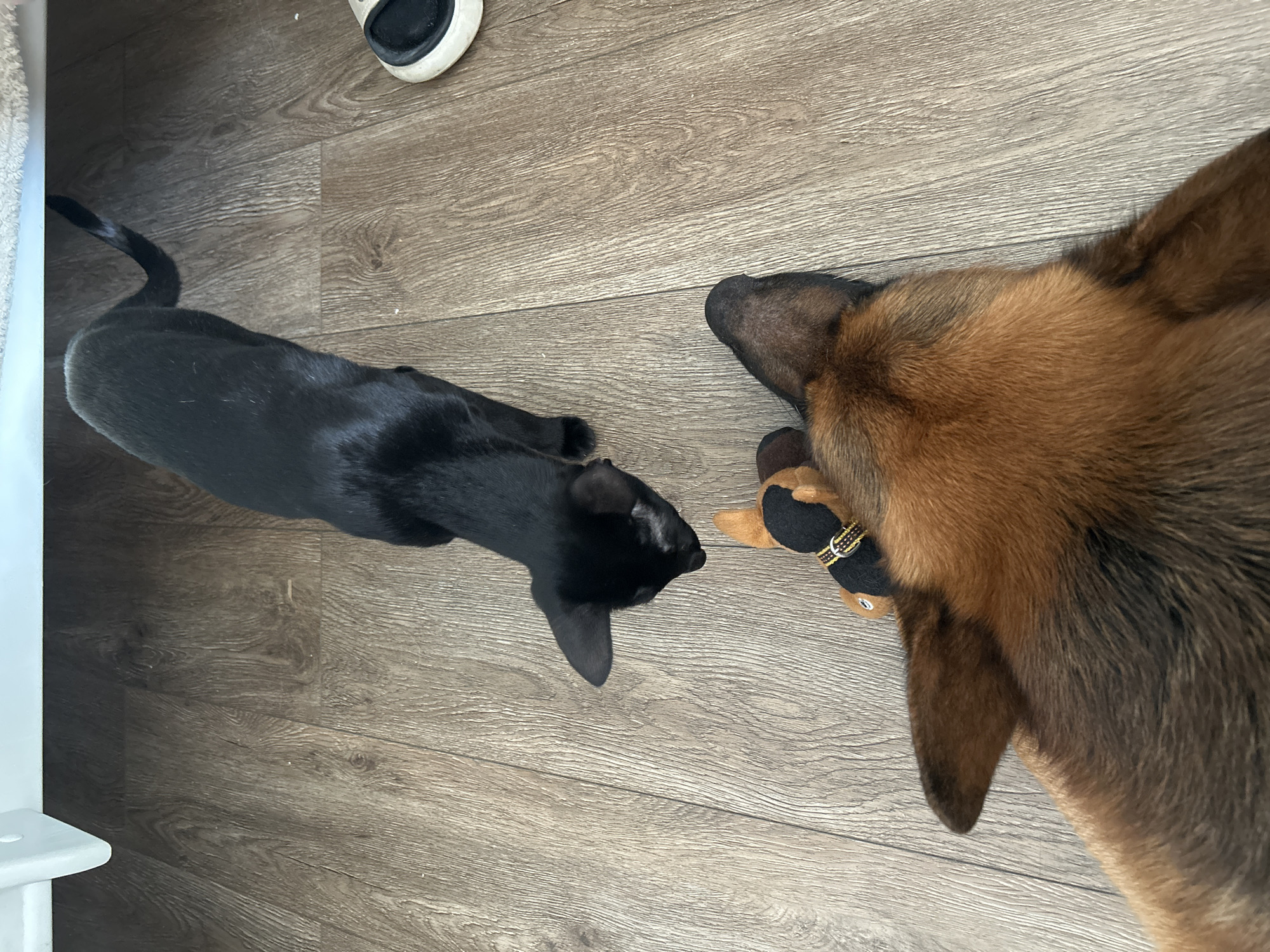 This is a high-angle shot of a black cat and a German Shepherd lying on a wooden floor. The cat is on the left side of the image, facing the dog. The dog is on the right, partially obscuring a stuffed toy that appears to be a dachshund. The dog's head is turned towards the cat, and it has a collar with gold and black accents. The floor is made of light brown wooden planks. In the upper left corner of the image, a portion of a white baseboard and a white piece of furniture can be seen, along with a slice of a white slipper with a black sole. The lighting suggests it is daytime, and the setting is indoors. The animals appear calm and are not interacting aggressively.