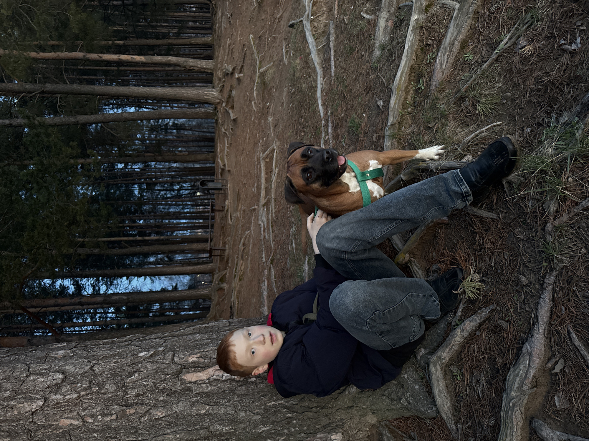 This image captures a relaxed moment between a young boy and a dog in a forest setting in Chaikovsky, Russia.
In the foreground, a young boy with reddish-blonde hair is lying on his back, seemingly resting on a large, textured tree root or fallen trunk. He is dressed in a dark blue jacket with red accents and grey jeans. His gaze is directed towards the viewer, conveying a calm or neutral expression. To his right, a brindle Boxer dog with a distinctive black muzzle and a white chest and paws is also lying down, wearing a green harness. The dog appears alert, looking slightly to its left with its mouth slightly ajar.
The immediate surroundings feature natural forest ground cover, including dirt, dried pine needles, and prominent, gnarled tree roots that crisscross the terrain. In the background, a dense coniferous forest is visible, characterized by numerous tall, slender tree trunks extending upwards. The sky peeking through the canopy is muted, suggesting either the late afternoon, early evening, or an overcast day, contributing to the soft, indirect lighting of the scene. No discernible text is visible within the image.