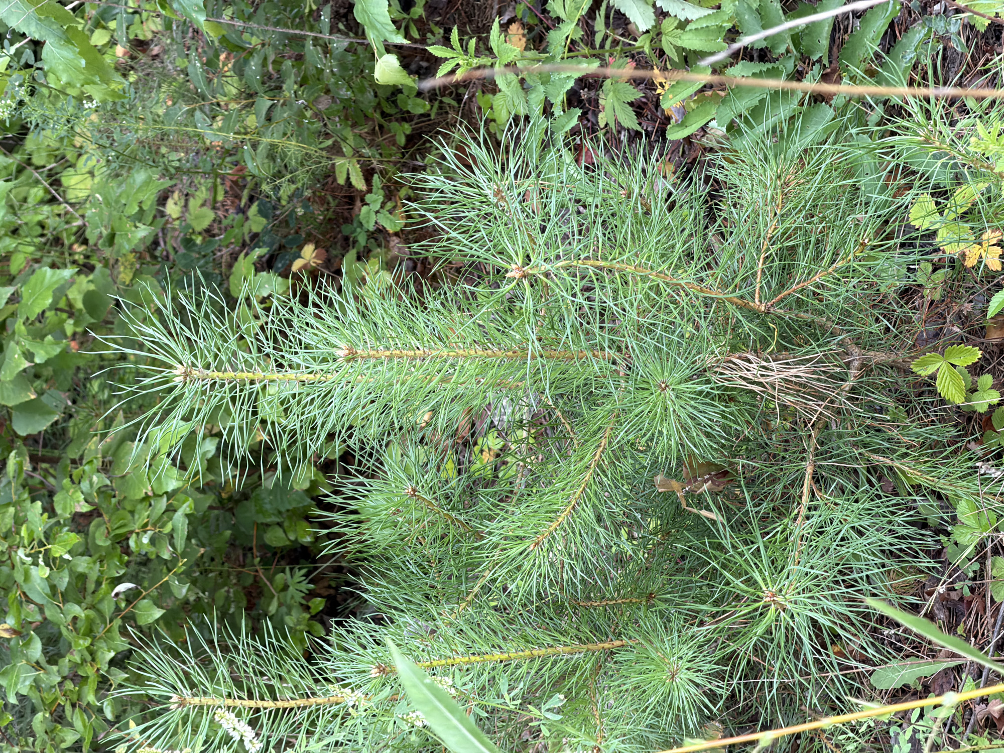 A close-up, eye-level shot captures a young pine tree seedling in a natural outdoor environment. The seedling, with its vibrant green needles clustered in groups of three, is the central subject. Its slender, brown stem branches out, forming a bushy appearance. The needles are long and thin, with visible tips that are lighter in color. Behind the seedling, a dense background of green foliage suggests a forest or woodland setting. Various other plants and leaves, in shades of green and brown, are scattered throughout the scene, with some dry leaves on the ground adding texture. The lighting indicates it is daytime, with natural light illuminating the plants. There are no people or animals visible in the image. The scene is static and depicts a peaceful natural setting within Tsiolkovsky, Russia.