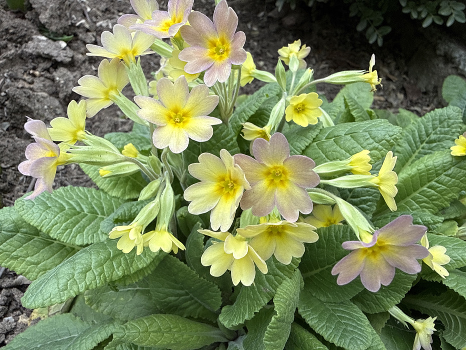 A close-up, overhead view depicts a cluster of blooming primroses (Primula vulgaris type flowers) in an outdoor garden setting in Pirne, Bulgaria. The central focus is a dense grouping of flowers featuring five-petaled corollas. The predominant flower color is light yellow, with several blossoms displaying pale lavender or pinkish-purple tinting on the outer edges of their petals. Each flower exhibits a prominent bright yellow central eye. These flowers emerge on slender green stalks from a base of numerous dark green, heavily veined, and textured leaves that occupy a significant portion of the lower and left-hand frame. Patches of dark, tilled soil are visible in the upper right and along the right edge of the frame, providing a natural background. Smaller, indistinct dark green foliage is minimally visible in the lower right corner. No human figures or active interactions are present.