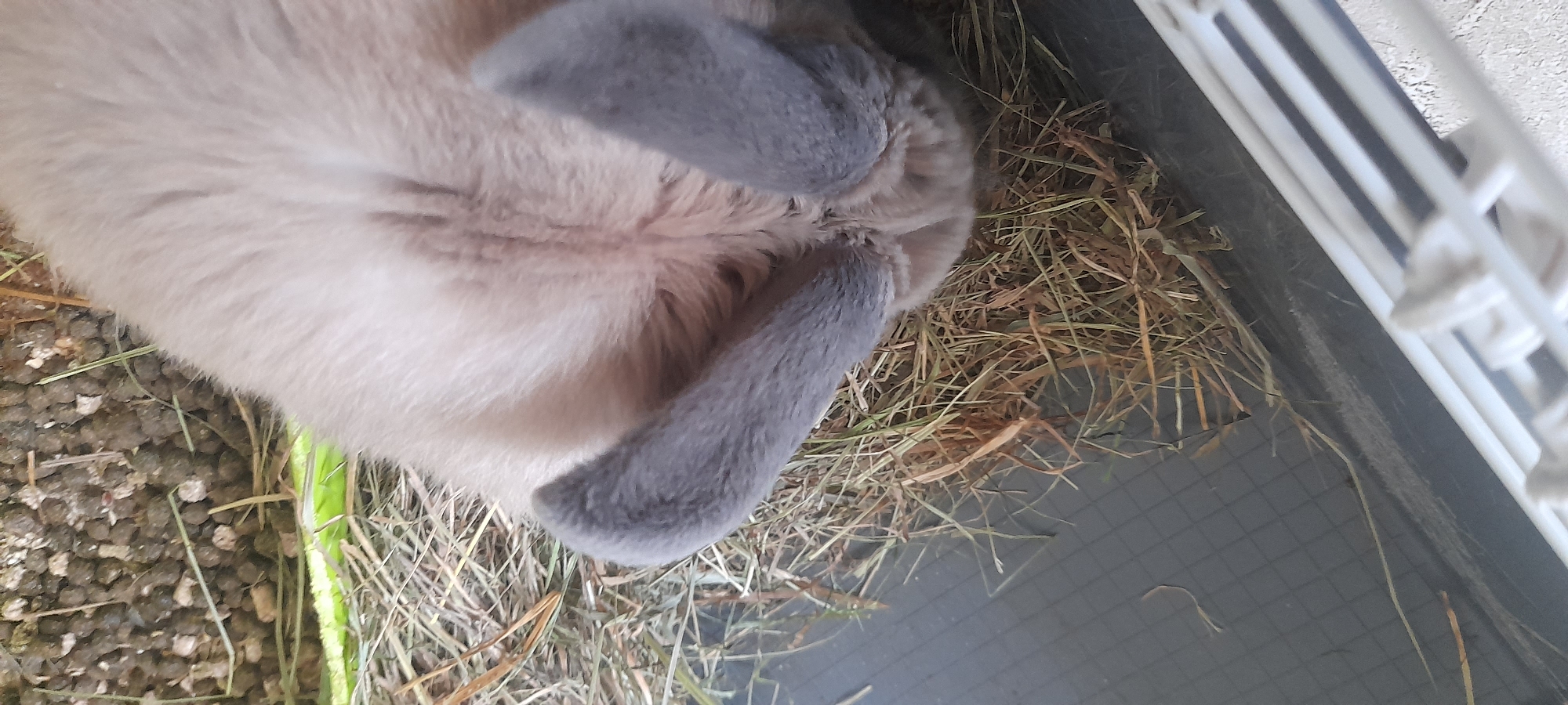 A top-down, close-up shot shows a bunny's back and ears in a cage. The bunny has light brown fur on its back, and its ears are gray. The cage floor is covered in straw and what appears to be bunny droppings. The background shows the edge of the cage and part of the straw-filled floor. The image is well-lit, with natural light highlighting the bunny and its surroundings. The overall scene is one of domestic animal husbandry.