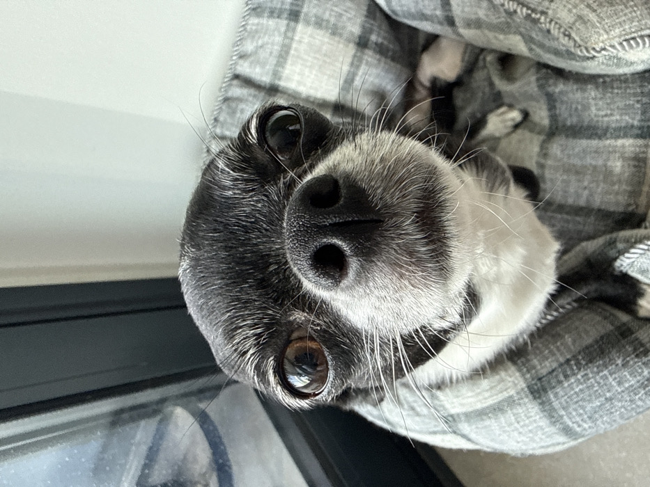 A close-up, high-angle photograph captures a small, black and white dog looking directly into the camera. The dog, likely a Chihuahua, presents with dark fur on its head and upper body, contrasted by extensive white fur around its muzzle, chin, and chest. Prominent long, white whiskers extend from its muzzle. Its large, round, dark-brown eyes reflect ambient light, with the left eye (viewer's right) showing a distinct reflection of a window frame. The dog's nose is dark and appears moist. It is positioned within a gray and white plaid pet bed or blanket, filling the lower right portion of the frame. The background on the left features a dark vertical frame, consistent with a window or door, exhibiting reflective glass surfaces. To the right and above, a plain, light-colored wall is visible. No people are present. The scene depicts an indoor residential environment in Tel Aviv-Yafo, Israel.
