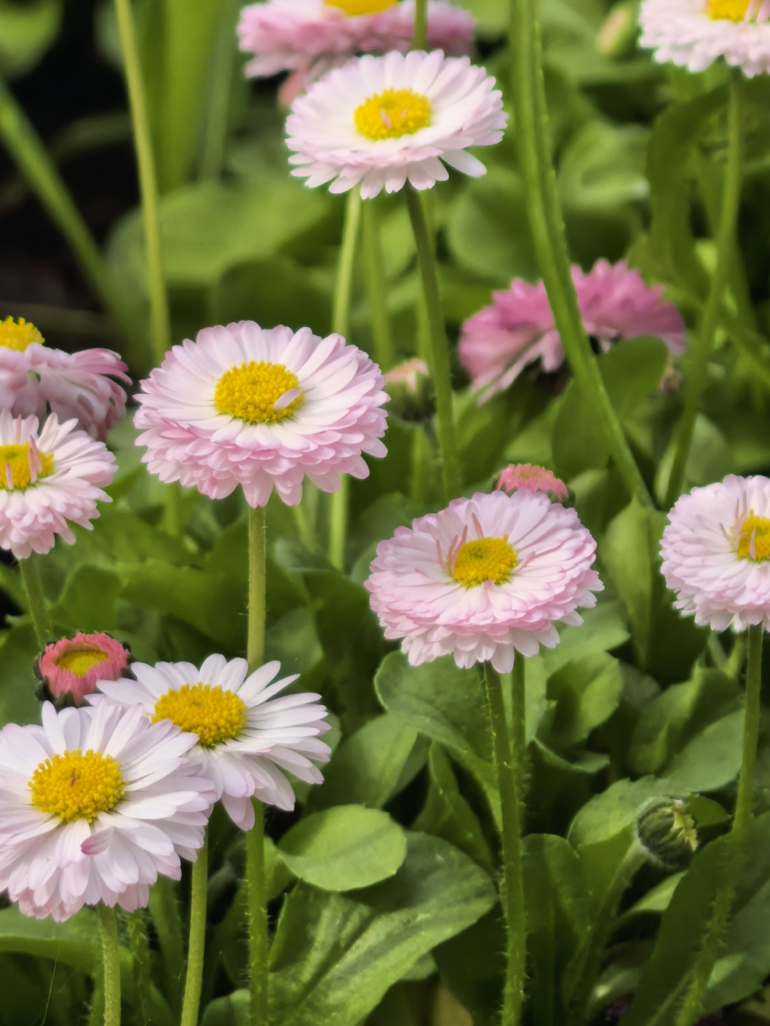 The image depicts a close-up of several pink and white daisies with yellow centers, surrounded by green leaves and stems. The flowers are in various stages of bloom, with some fully open and others still budding. The background is a mix of green foliage and dark, indistinct shadows. The image appears to be taken outdoors, possibly in a garden or flower bed. There is no visible evidence indicating the location in Sterlitamak, Russia, or any specific details related to that city.