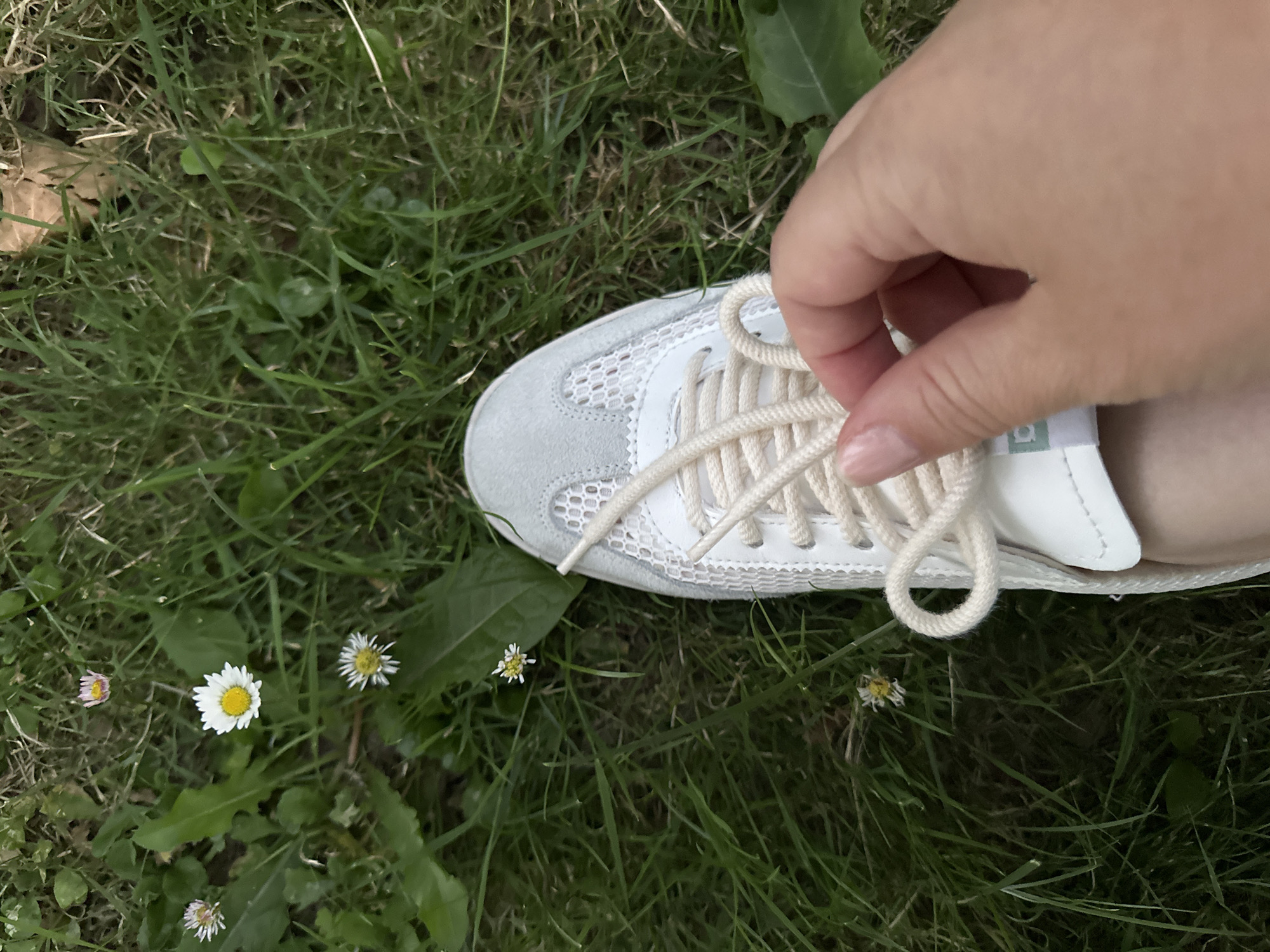 A pair of white sneakers with beige laces are on a grassy ground with some daisies. A person's hand is shown adjusting the laces of one of the sneakers. The scene is outdoors in Krefeld, Germany.