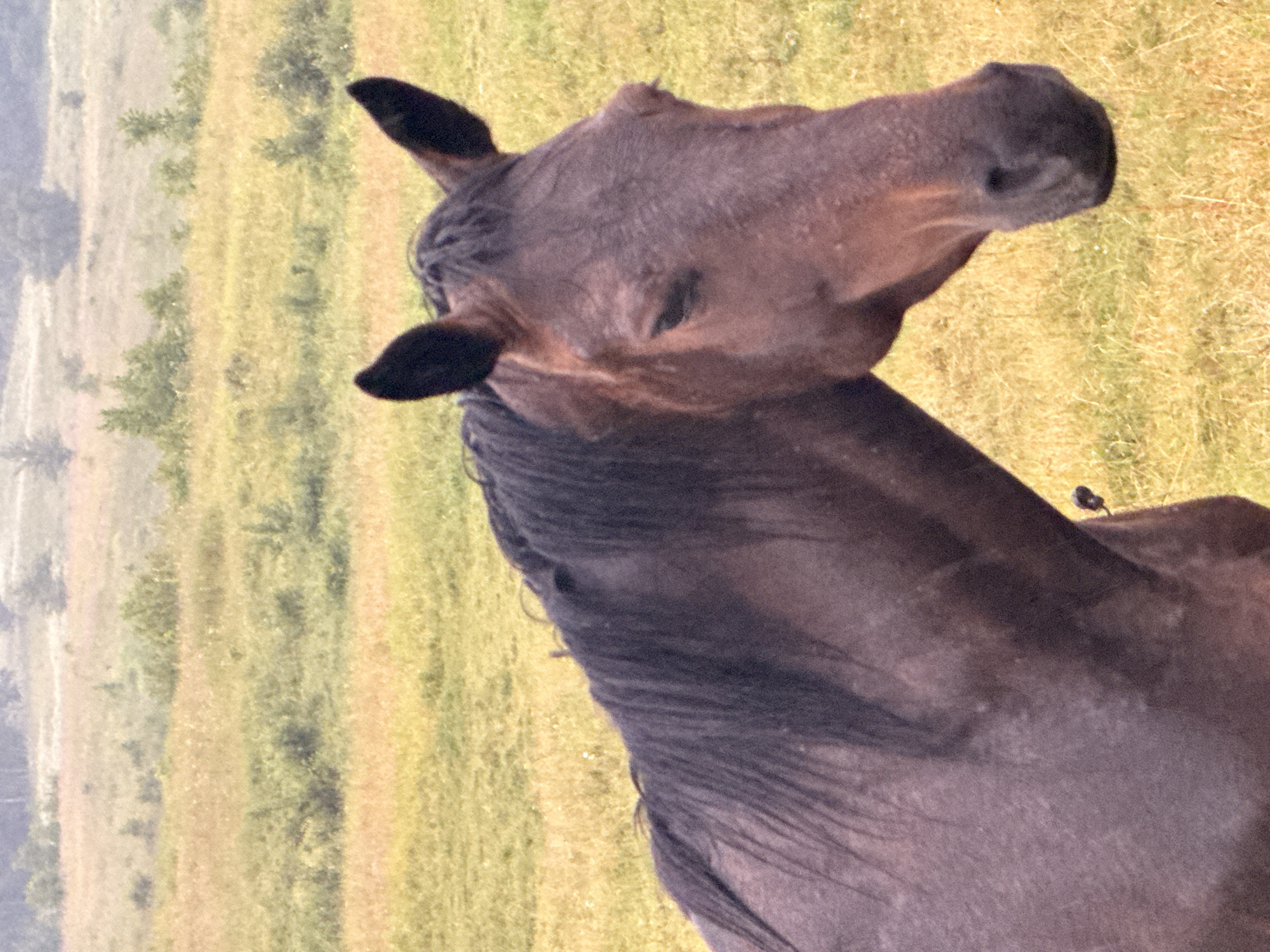 The image shows a close-up of a dark brown horse standing in a field. The horse's head and upper body are visible. The horse has a dark mane that is slightly windswept. Its ears are pointed upwards, and its eyes are partially closed, suggesting relaxation or drowsiness. The horse's coat appears to be wet or slightly muddy in places. The background consists of a grassy field with patches of dry yellow grass and green vegetation. In the distance, a hazy treeline is visible under an overcast sky. There is no indication of the city of Galinė, Lithuania in the image.