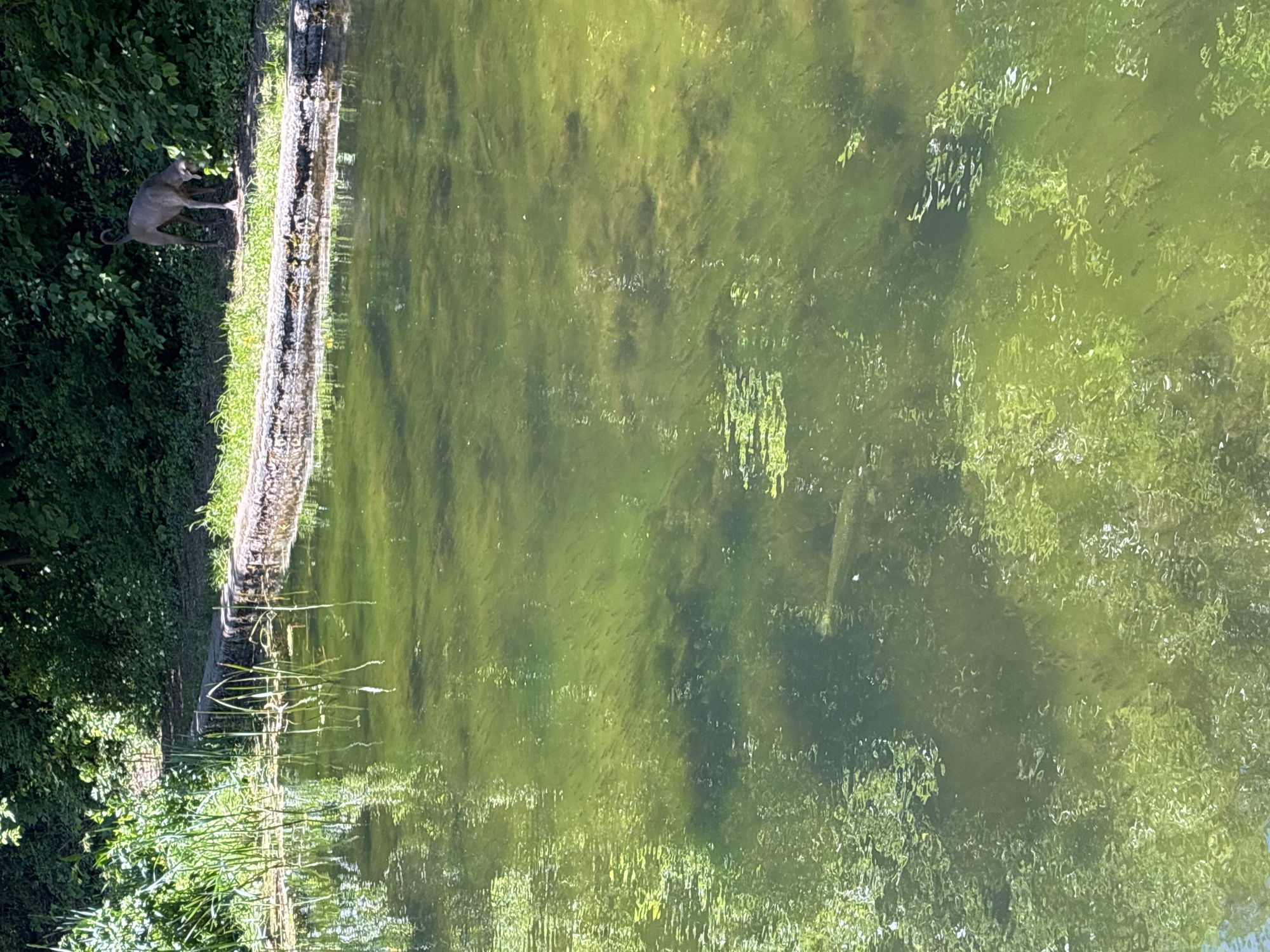 A landscape photograph shows a body of water next to land with lush greenery. A greyhound-type dog stands near the edge of the water. The scene is likely taken in a park in Sofia, Bulgaria, given the appearance of the vegetation and water.