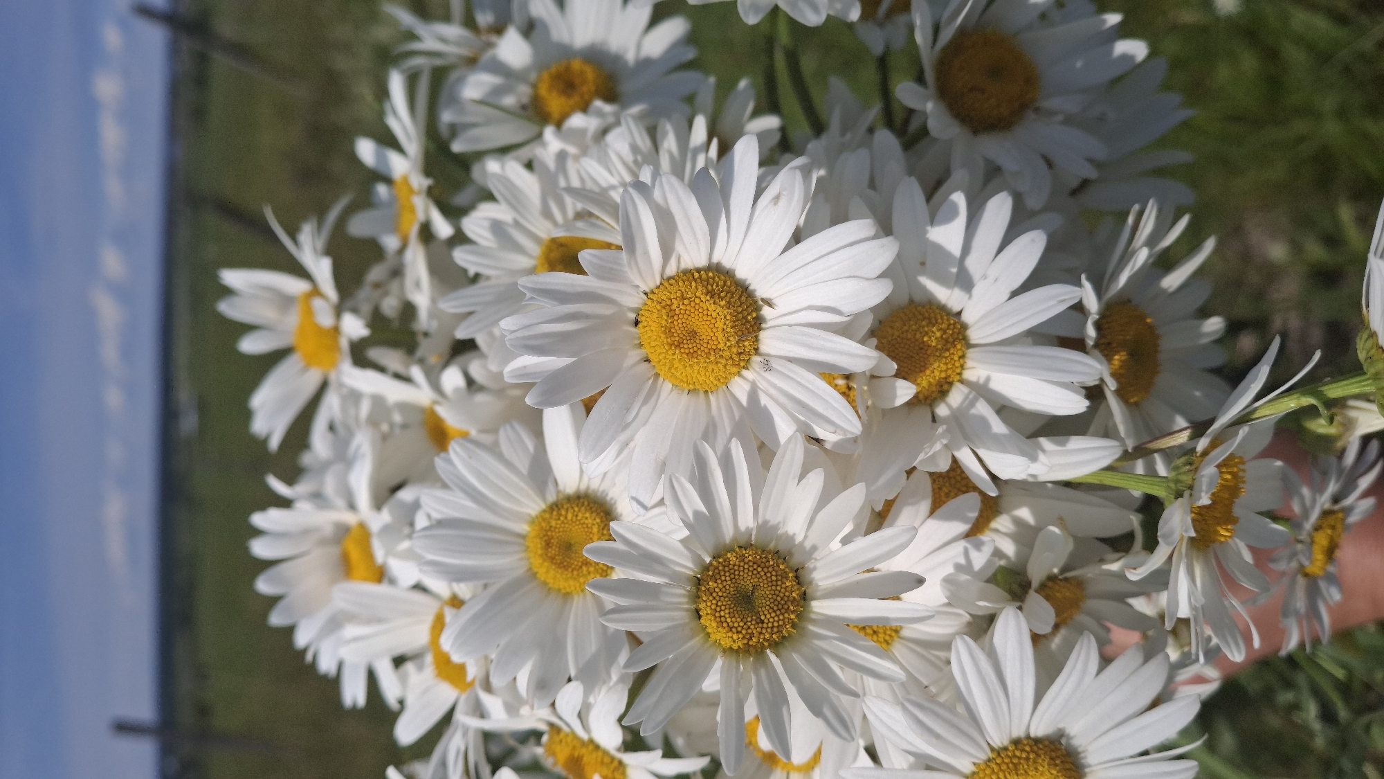This is a close-up vertical shot of a bouquet of daisies against a blurred outdoor background. The daisies are predominantly white with bright yellow centers, and they are clustered together, with some slightly out of focus. The background consists of green grass, a hint of blue sky with white clouds, and some indistinct wooden fence posts, suggesting a rural or open natural setting. The overall impression is one of a summer day. The image does not depict the city of Innolovo, Russia, or any specific urban location. There are no people or discernible actions in the scene.