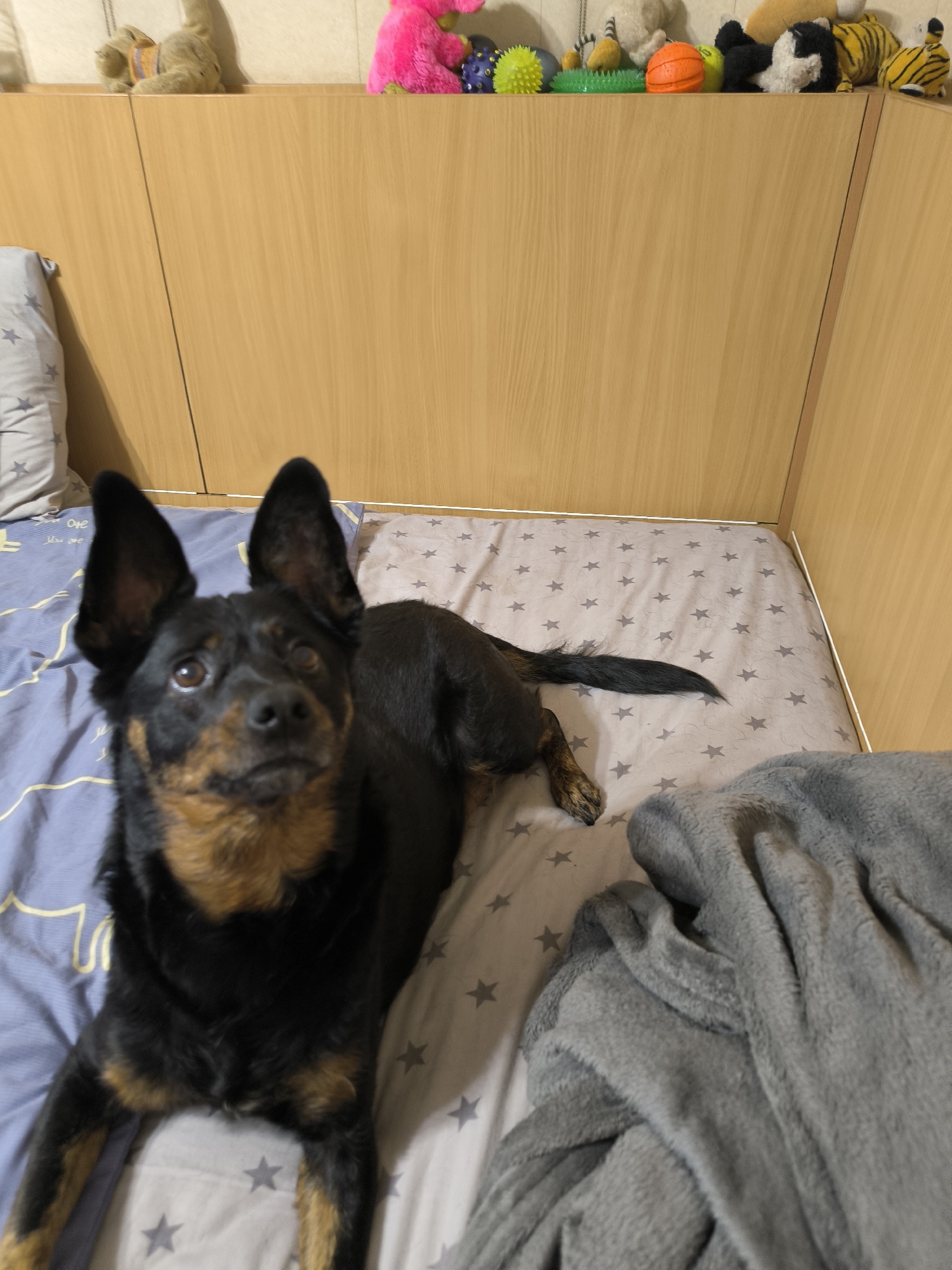 A black and tan dog with large ears is lying on a bed with a grey blanket. The dog is looking up at the camera. The bed has a blue patterned sheet with yellow designs and a grey patterned sheet with white stars. The background is a wooden wall. The photo appears to have been taken indoors, likely in a bedroom.