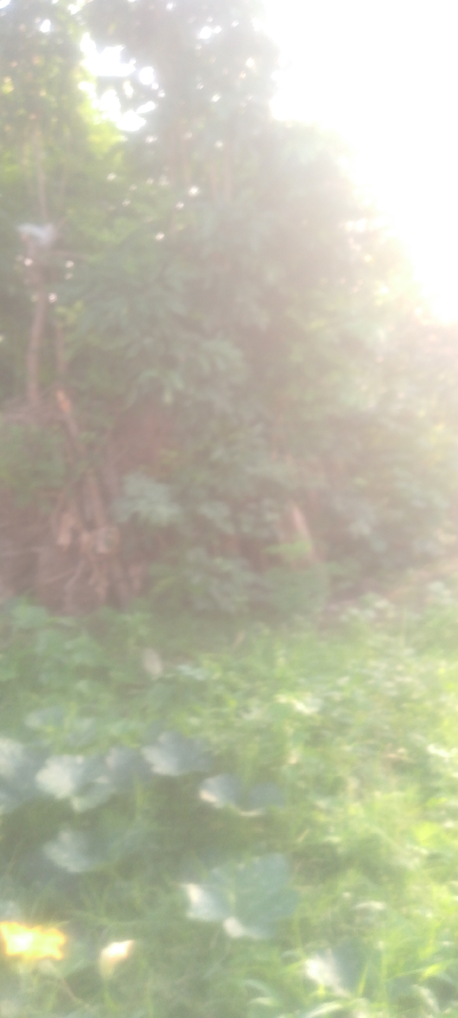 The image depicts an outdoor scene with lush green vegetation and trees. The lighting suggests it may be daytime, with bright light filtering through the foliage, creating a slightly overexposed effect. In the foreground, large, broad leaves are visible, consistent with ground cover plants. In the background, the dense foliage of trees and shrubs dominates. The overall impression is one of a natural, possibly overgrown area. Without any specific landmarks or distinguishing features, it is impossible to pinpoint a precise location within the city of Jalingo, Nigeria. The scene appears to be a naturalistic setting, possibly a park, garden, or undeveloped land.