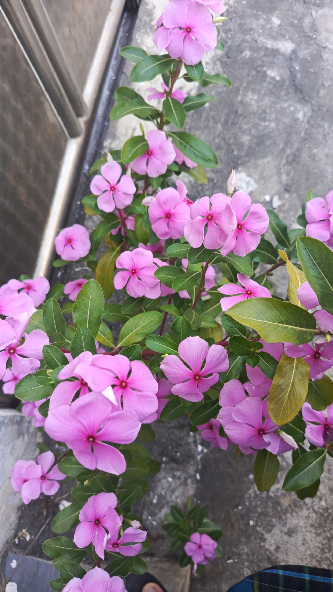 In Patihan Wetan, Indonesia, a cluster of vibrant pink Vinca flowers with five petals each and dark centers are in full bloom, cascading downwards along a grey, textured concrete surface. The flowers are interspersed with glossy, dark green leaves, some of which show slight yellowing. A metallic railing, possibly part of a fence or structure, runs along the left edge of the frame. The scene appears to be an outdoor setting, perhaps a garden or a pathway.