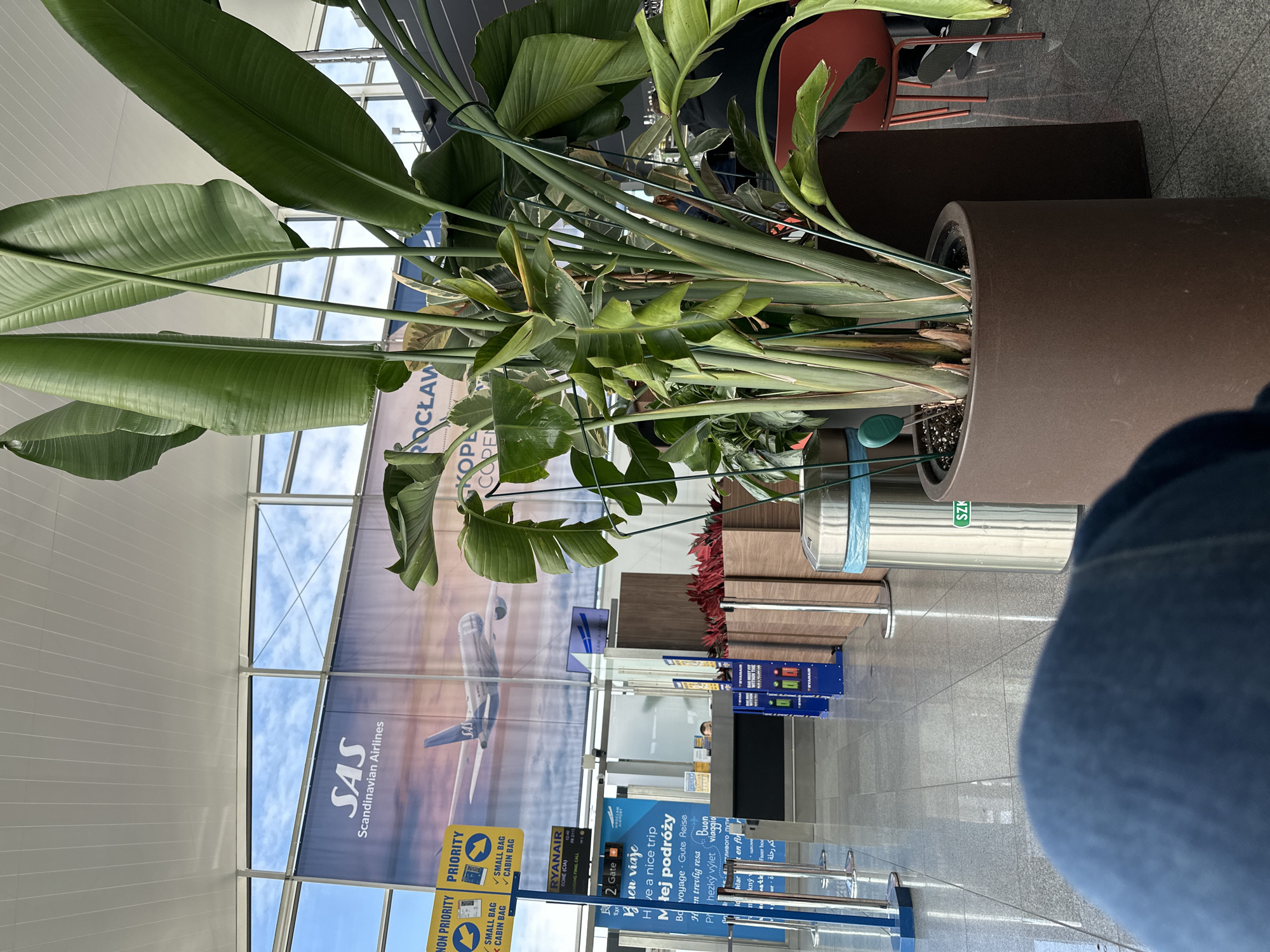 The image shows an indoor scene in what appears to be an airport in Wrocław, Poland, based on the "Wrocław" text visible in the background. Several indoor plants in brown planters are prominent in the foreground.
In the background, large advertising banners are visible, including one for Scandinavian Airlines (SAS) and another advertising for Ryanair, including flight information for a flight to Rome (CIA).
The environment features signs related to non-priority and priority for small bags or cabin bags. There are queuing lines with metal barriers and luggage tags. In the background are chairs, wooden wall panels, and trash bins. The flooring is composed of large gray tiles. The image also shows a partial view of a person wearing blue jeans, located to the right side of the image.
