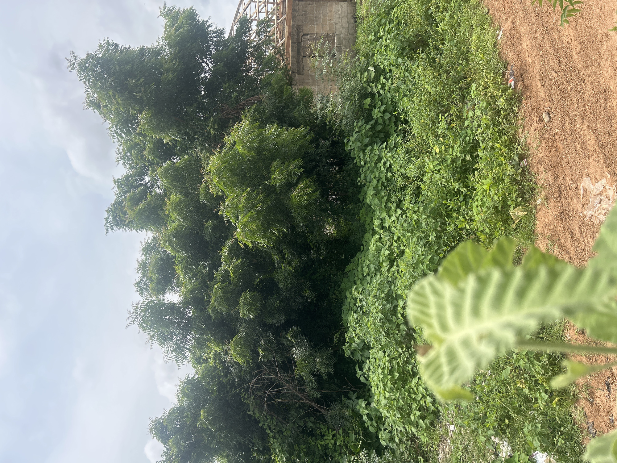 The image depicts an outdoor scene in Ogbomosho, Nigeria. In the foreground, a large, fuzzy green leaf is out of focus, obscuring a patch of dry, reddish-brown earth. Behind this, a dense area of green foliage and trees dominates the midground. To the right of the foliage, a partially constructed building is visible. It is made of grey concrete blocks and has wooden roof supports extending upwards. The sky above is overcast with grey clouds. The overall impression is one of a semi-rural or developing area, with abundant vegetation and ongoing construction.