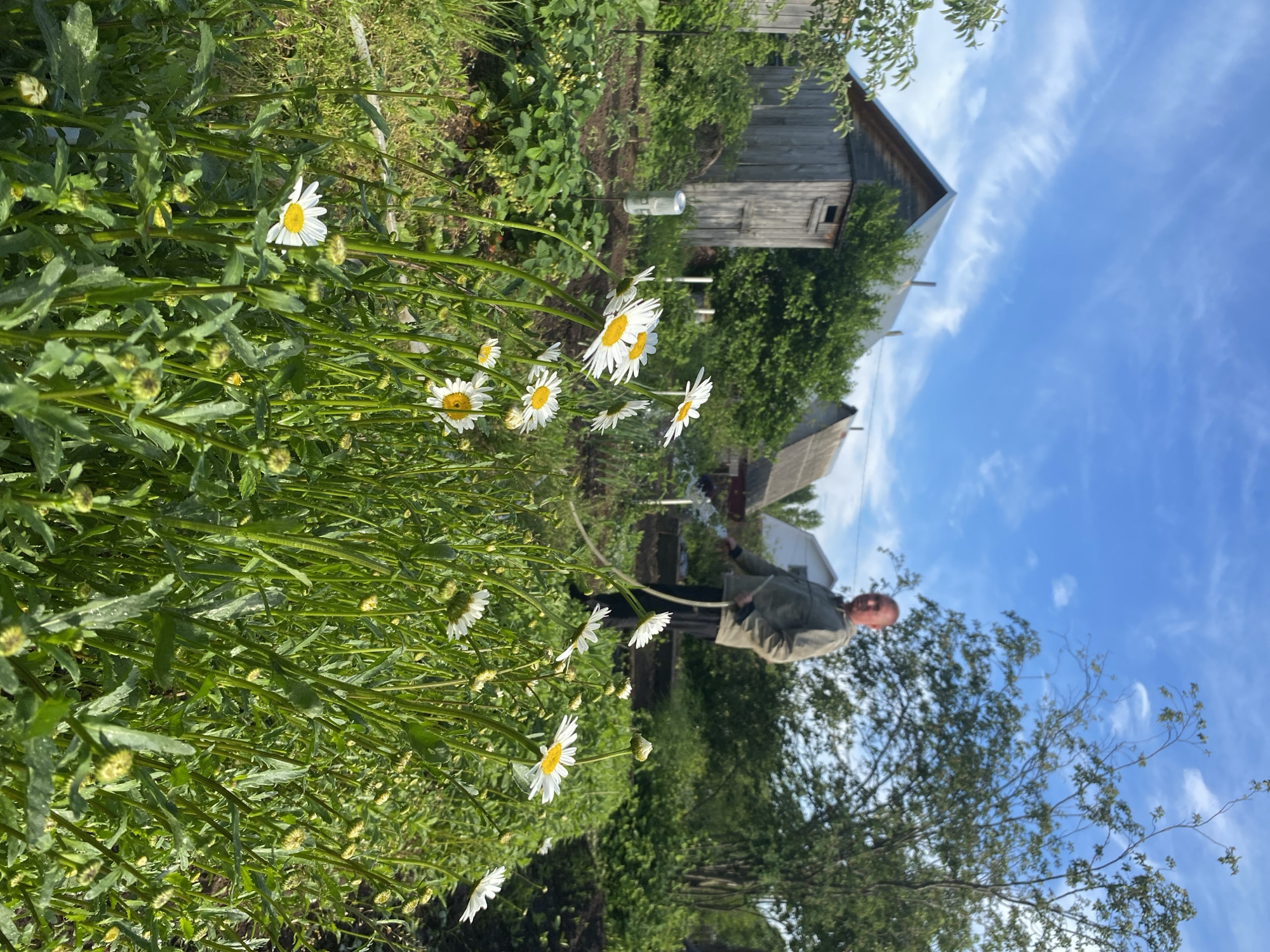 The image captures a sunny, outdoor garden scene in Chaikovsky, Russia. In the foreground, a dense cluster of green plants with numerous white-petaled, yellow-centered daisies and unopened buds fills the left and lower portions of the frame. Small water droplets are visible on some of the plant leaves and stems.
In the mid-ground, a person, seen from the back, is engaged in gardening activities. They are wearing a light-colored jacket over dark trousers and appear to be holding a hose or similar implement, possibly watering the plants. To the left of the person, a clear plastic bottle stands upright amidst the foliage.
The background features a rustic, weathered wooden building with a dark roof on the left side, and a less defined white building further back on the right. Various green trees and bushes surround these structures and the garden area. The sky is a bright, clear blue with scattered wispy white clouds, suggesting a fair weather day, likely in late spring or summer. No discernible text is visible within the image.