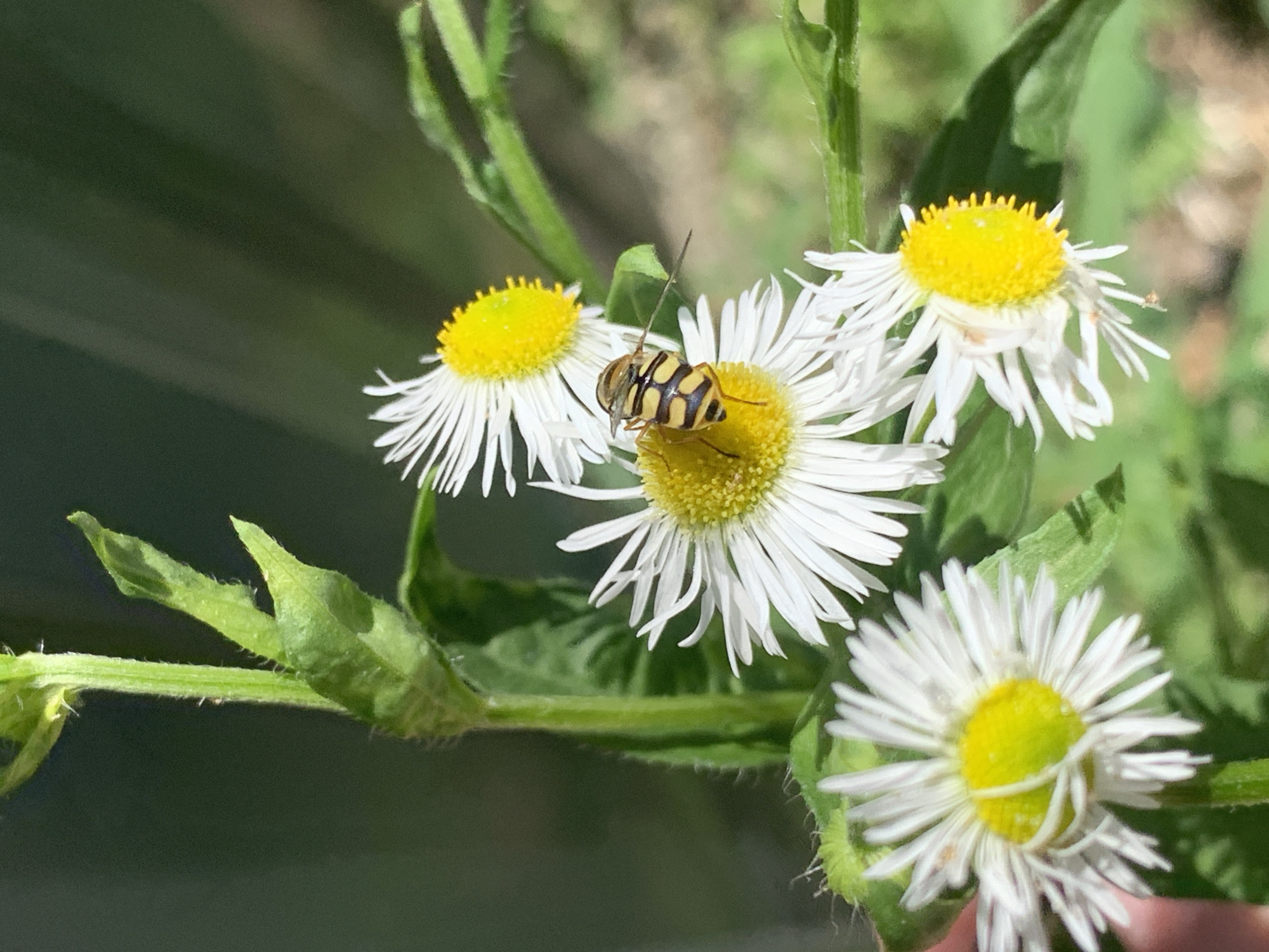 A close-up, eye-level shot features a hoverfly with yellow and black stripes positioned on the yellow center of a white-petaled daisy. The daisy is one of several in the foreground, with white ray florets and a central disc composed of smaller yellow florets. The hoverfly is facing towards the right of the frame, its body angled slightly. The background consists of out-of-focus green foliage and a dark green, out-of-focus surface, suggesting a garden or natural setting. The lighting is bright, creating shadows and highlighting the details of the insect and flowers. The image does not contain any identifiable landmarks or contextual clues to place it within Stavropol, Russia; it depicts a common natural scene.