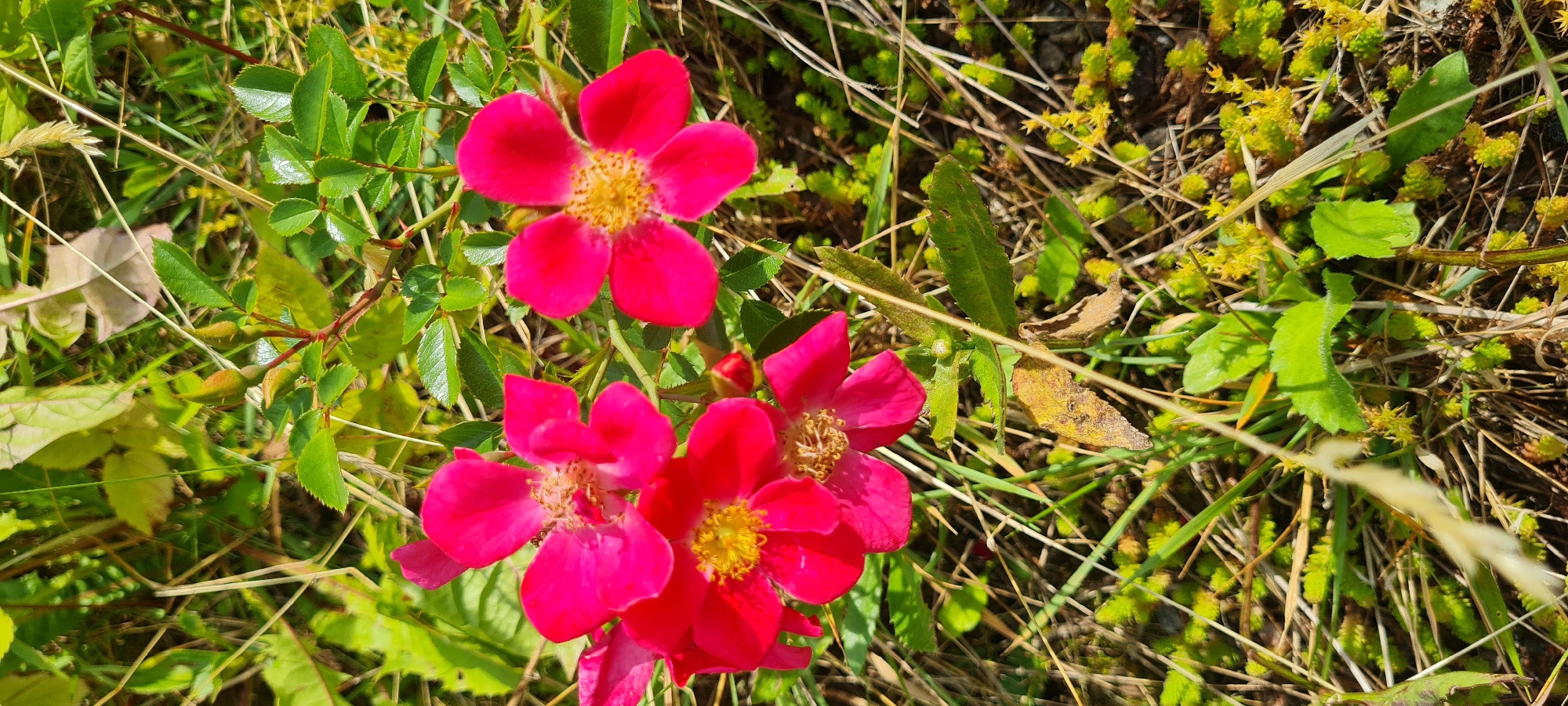 A close-up, high-angle shot captures several vibrant pink wild roses in full bloom, set against a backdrop of green foliage and dry grass. The flowers, with their distinctive yellow stamens, are the primary subjects, appearing in various stages of opening, with some petals slightly curled. The surrounding vegetation includes thin blades of grass, larger green leaves with serrated edges, and clusters of small, bright green succulents. A few dry, brown leaves are also visible amongst the green. The lighting suggests a sunny day, casting soft shadows and highlighting the textures of the plants. The image appears to have been taken outdoors, in a natural setting that could be found in Borås, Sweden. There are no people or animals present in the scene.