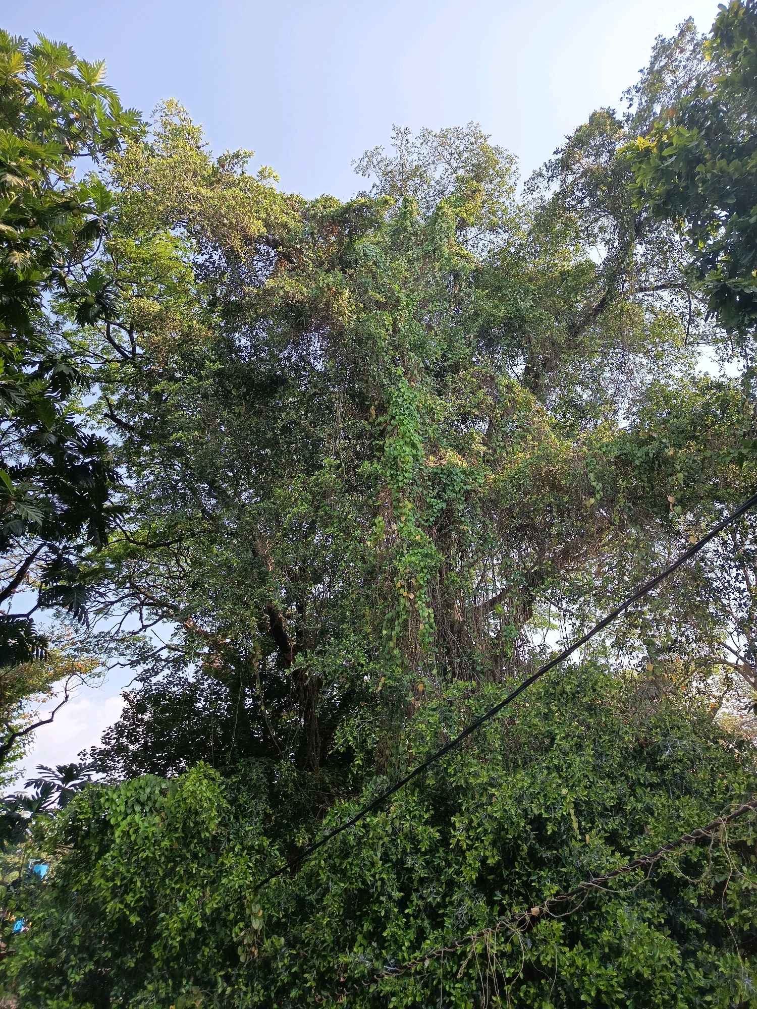 A low-angle medium shot captures a lush, overgrown tree canopy against a clear blue sky, located in Wangen, Indonesia. The tree's dense foliage is interwoven with vines, creating a wild, untamed appearance. Sunlight filters through the leaves, highlighting patches of green and casting shadows. Two black electrical wires are visible, crossing diagonally through the frame, suggesting the presence of urban infrastructure within this natural setting. The lower part of the image is dominated by more greenery, likely the undergrowth or surrounding bushes. No people or animals are present in the scene.