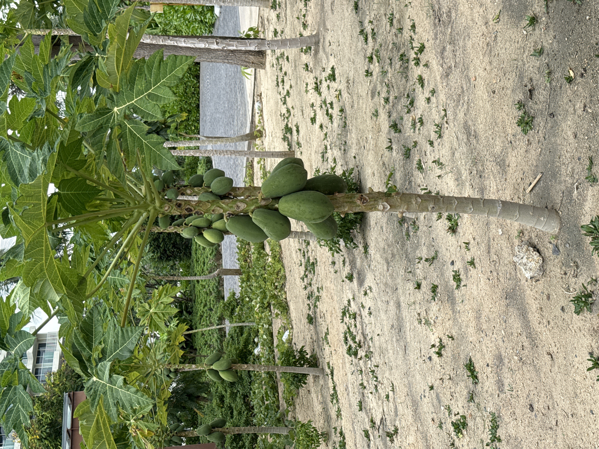 In the city of Cam Đức, Vietnam, a close-up shot focuses on a papaya tree laden with green fruit, its rough, segmented trunk prominent in the foreground. The sandy ground beneath is sparsely covered with small green plants and scattered pebbles. In the background, other papaya trees of similar size stand scattered across the sandy terrain. Further back, a patch of dense green foliage and the corner of a modern building with multiple windows are visible. The overall scene suggests an outdoor setting, possibly a garden or a plantation, with a building situated in the vicinity.