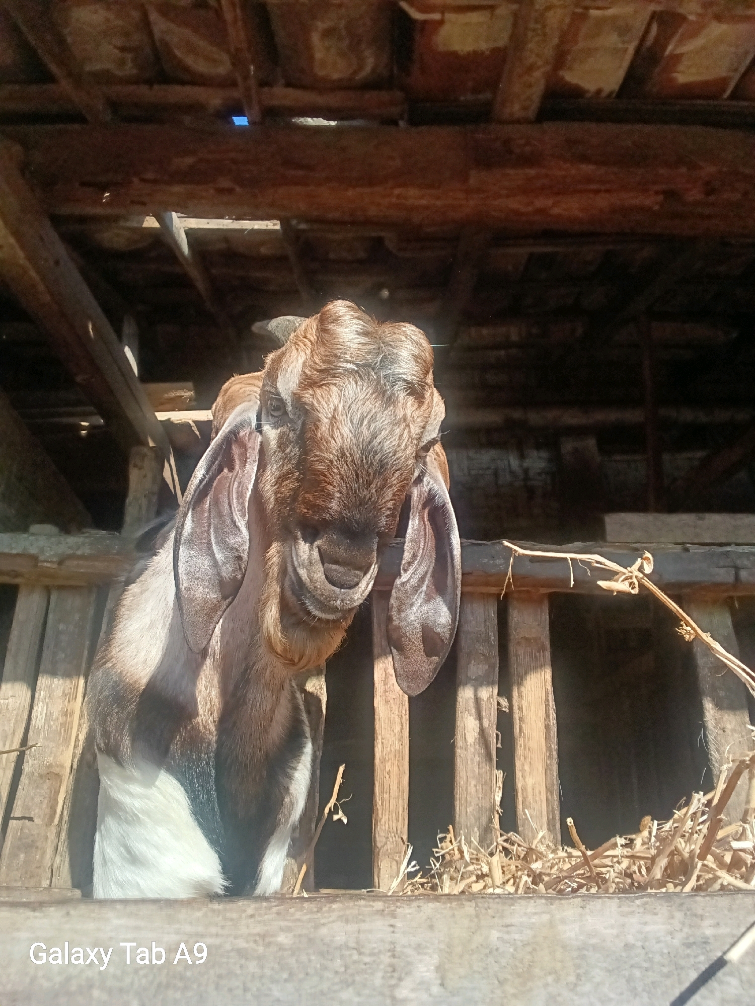 The image shows a close-up of a goat's head and upper body, looking directly at the camera. The goat has brown and white fur, and long, floppy ears. It is positioned within a wooden enclosure, with straw visible on the ground. The background consists of dark wooden beams and planks, suggesting an indoor or sheltered environment, possibly a barn or stable. Sunlight is streaming in from the top and left, illuminating the goat and creating shadows. The lower part of the image has a watermark that reads "Galaxy Tab A9". The scene appears to be outdoors, likely in a rural setting. The question asks for the location in the city of Trenggalek, Indonesia. Without additional context or visual cues within the image, it is not possible to definitively place this scene within Trenggalek, Indonesia.