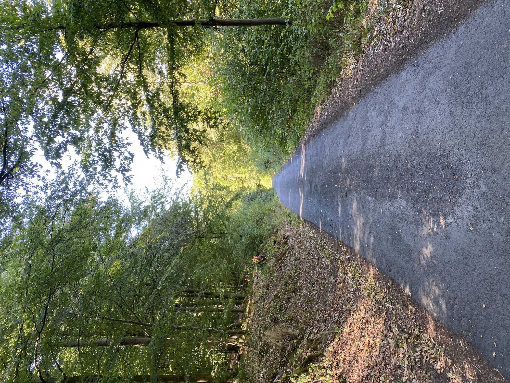 The image shows a paved, two-lane road winding through a dense forest. Sunlight filters through the green canopy of trees, casting dappled shadows on the asphalt. The road is flanked by lush vegetation and fallen leaves on the forest floor. The scene appears serene and natural, with no people or man-made structures visible besides the road itself. The overall impression is one of a peaceful, secluded woodland path. Based on the information provided, this scene is located in the city of Altenkirchen, Germany, likely on a country road or forest trail.