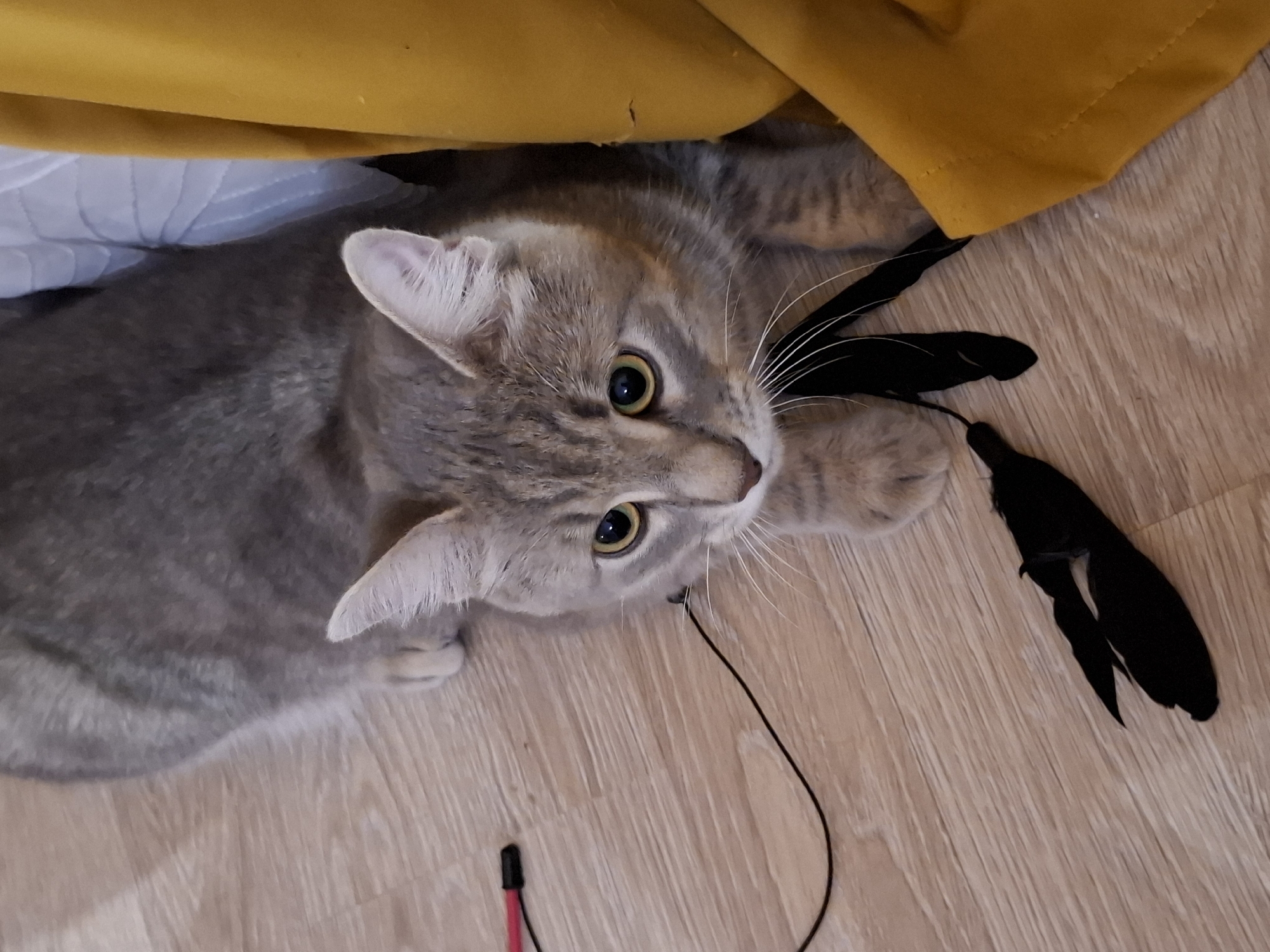 A domestic shorthair cat with tabby markings is lying on a light-colored wooden floor. The cat is predominantly gray with lighter fur on its chest and face, and has large, yellow-green eyes. Its ears are perked up, and its whiskers are prominent and white. The cat is looking towards the viewer. A black feathered cat toy is positioned in front of the cat, attached by a thin black string. To the left of the cat, a red and black cat toy wand is partially visible on the floor. The cat is partially obscured by a bright yellow fabric, possibly a curtain or blanket, on the right side of the image. The background suggests an indoor setting, with a white quilted surface visible behind the yellow fabric. No specific location in Zemun Urban Municipality, Serbia, can be determined from the image.