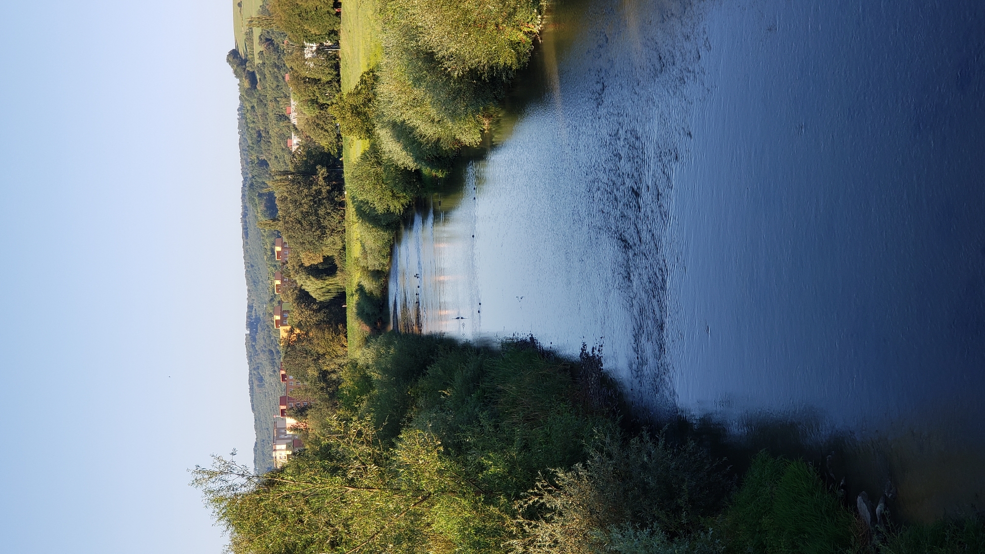 The image shows a wide, calm river flowing through a green landscape. On the left bank, there is dense, green foliage and trees. On the right bank, there are also trees and bushes, with a grassy field extending further back. In the distance, across the river and beyond the trees, a cluster of colorful buildings, likely apartments, can be seen nestled against a backdrop of rolling, tree-covered hills. The sky is clear and blue, indicating fair weather. Several birds are visible in the river, with one larger bird, possibly a heron, standing in the water. The overall scene depicts a peaceful natural environment adjacent to a residential area, likely on the outskirts of a town or city. Based on visual cues and geographical context, this scene is consistent with the Sekčov river in Prešov, Slovakia, particularly in areas where it flows past residential zones and green spaces.