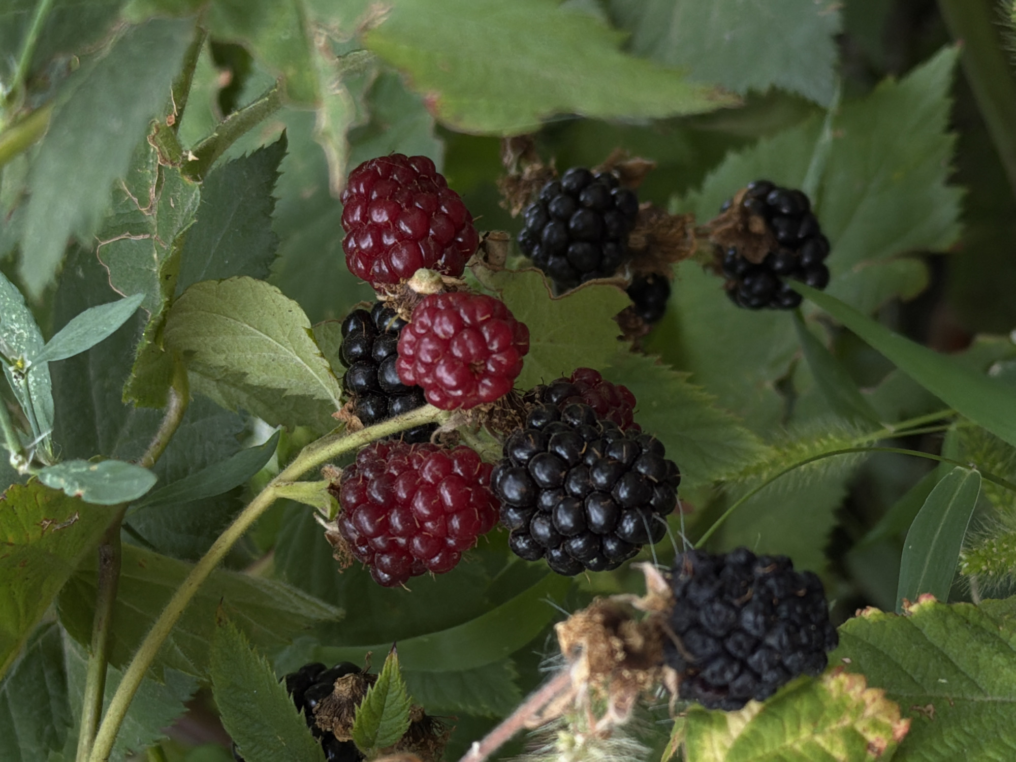A cluster of ripe blackberries and raspberries hangs from a thorny vine amidst green foliage. Some of the berries are a deep black, while others are a vibrant red. The scene is set outdoors, likely in a garden or natural area. The image does not contain any people or specific landmarks that would allow for the identification of a location in Kamyshin, Russia.