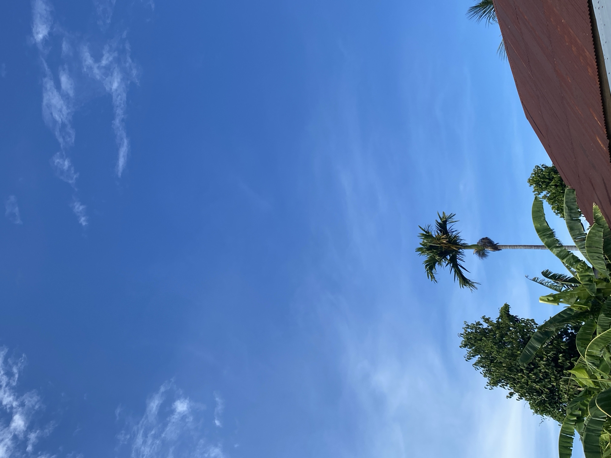 The image shows a clear blue sky with scattered white clouds above a tropical landscape. In the foreground, a rusty brown corrugated metal roof occupies the lower right portion of the frame. To the left of the roof, several large green banana leaves are visible, some arching upwards. Behind the banana leaves, a tall, slender palm tree stands out against the sky, its fronds spread wide. Further to the left, a dense green tree with lush foliage is present, partially obscuring another palm tree behind it. The overall scene suggests a sunny day in a tropical location. There are no people or animals visible in the image.