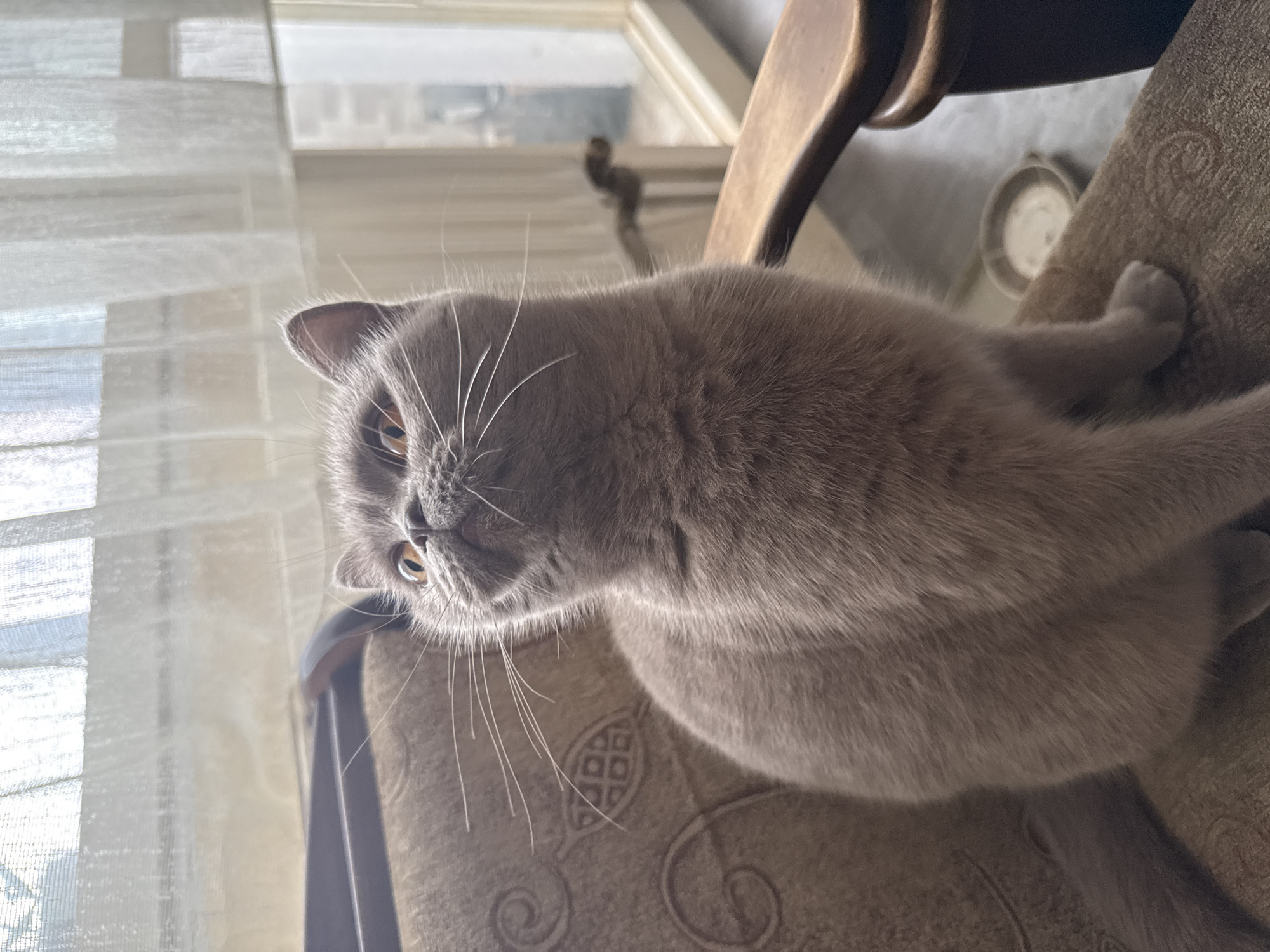 A lilac British Shorthair cat is lying on a light brown, patterned chair, turned to the left. The cat has amber eyes and prominent whiskers. A sheer curtain is visible in the background, illuminated by light coming through a window. Part of a wooden chair back is visible above the cat. The location is undetermined, but based on given information, is supposedly in the city of Lom, Bulgaria.